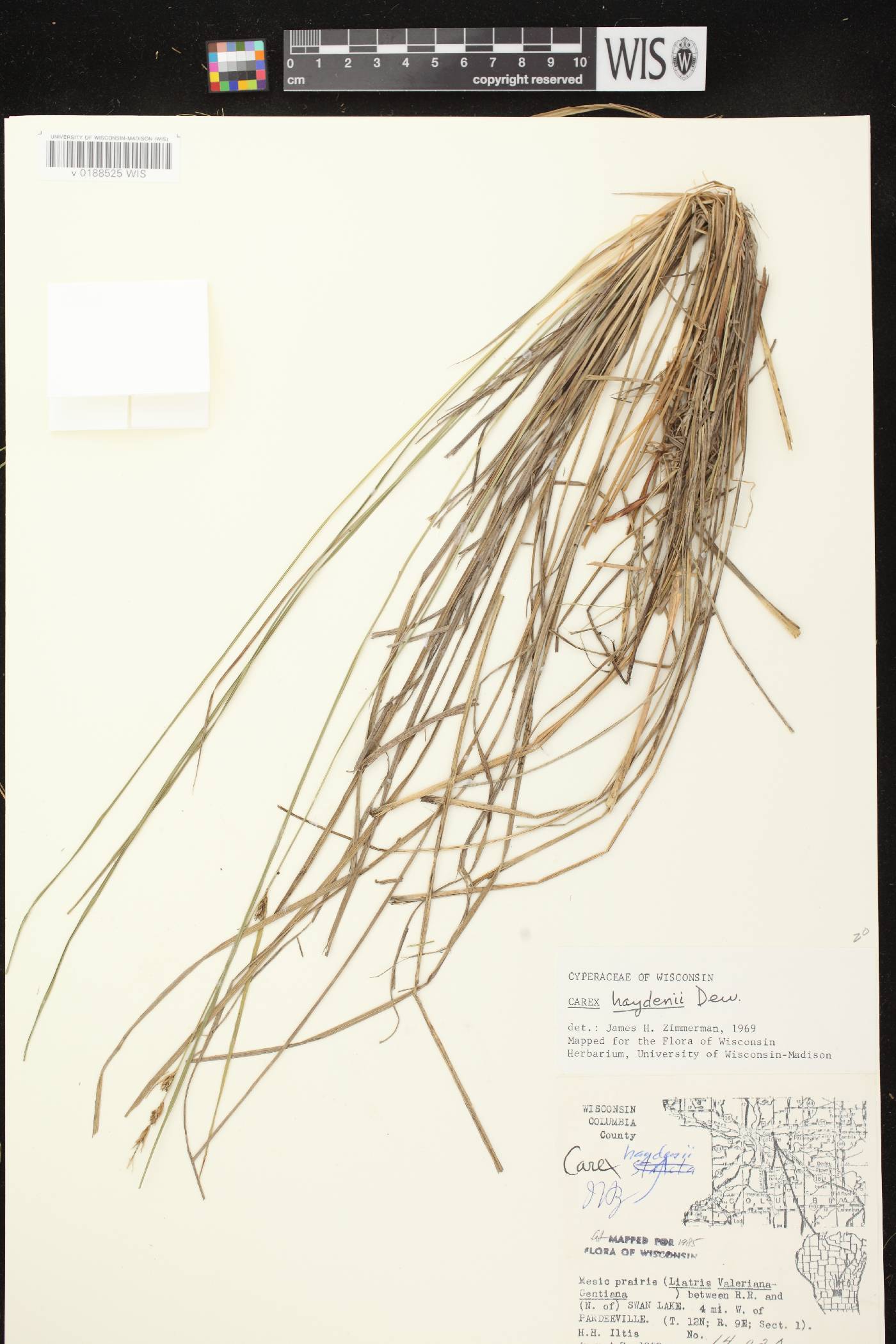 Carex haydenii image