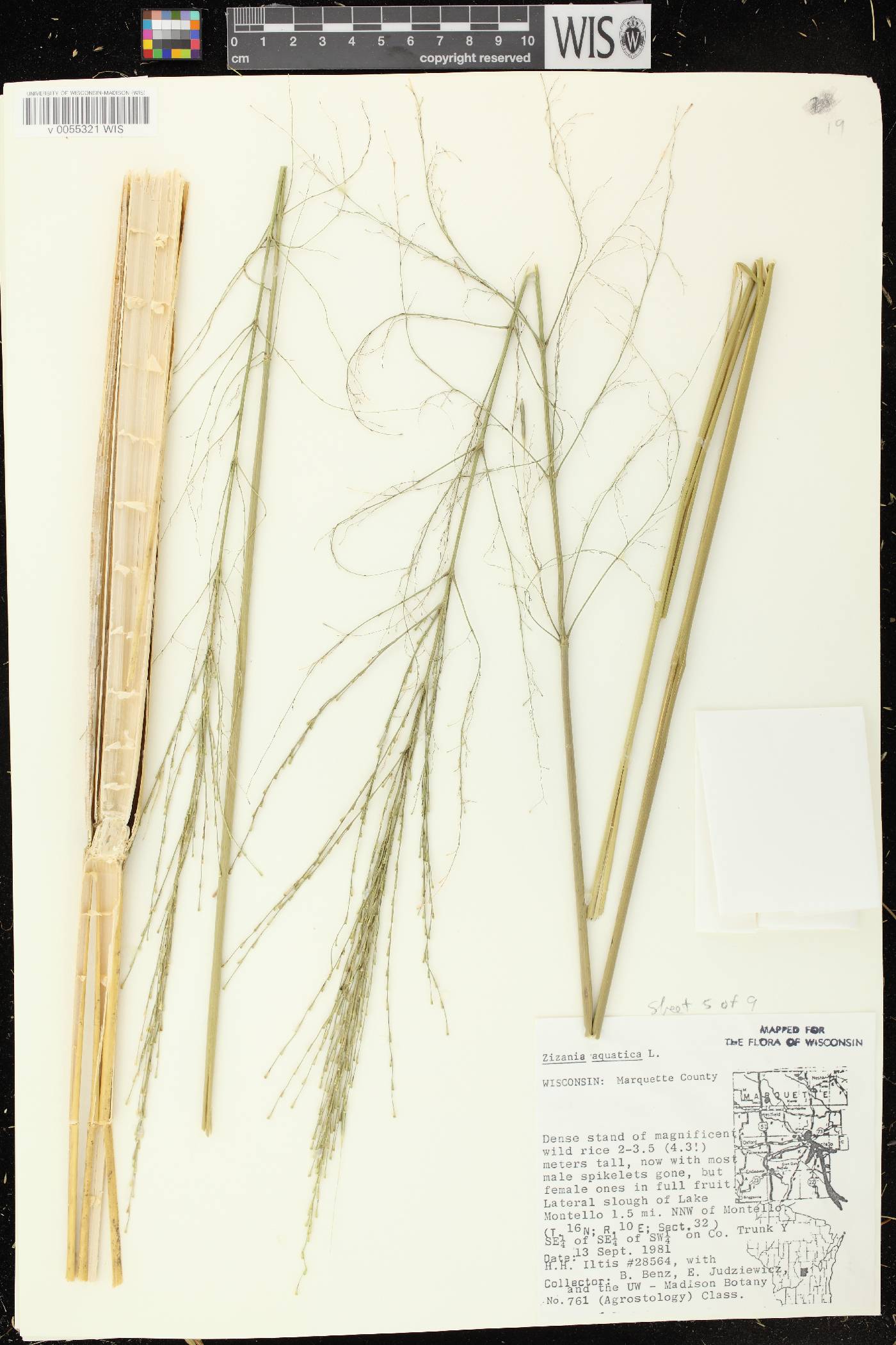 Zizania aquatica image