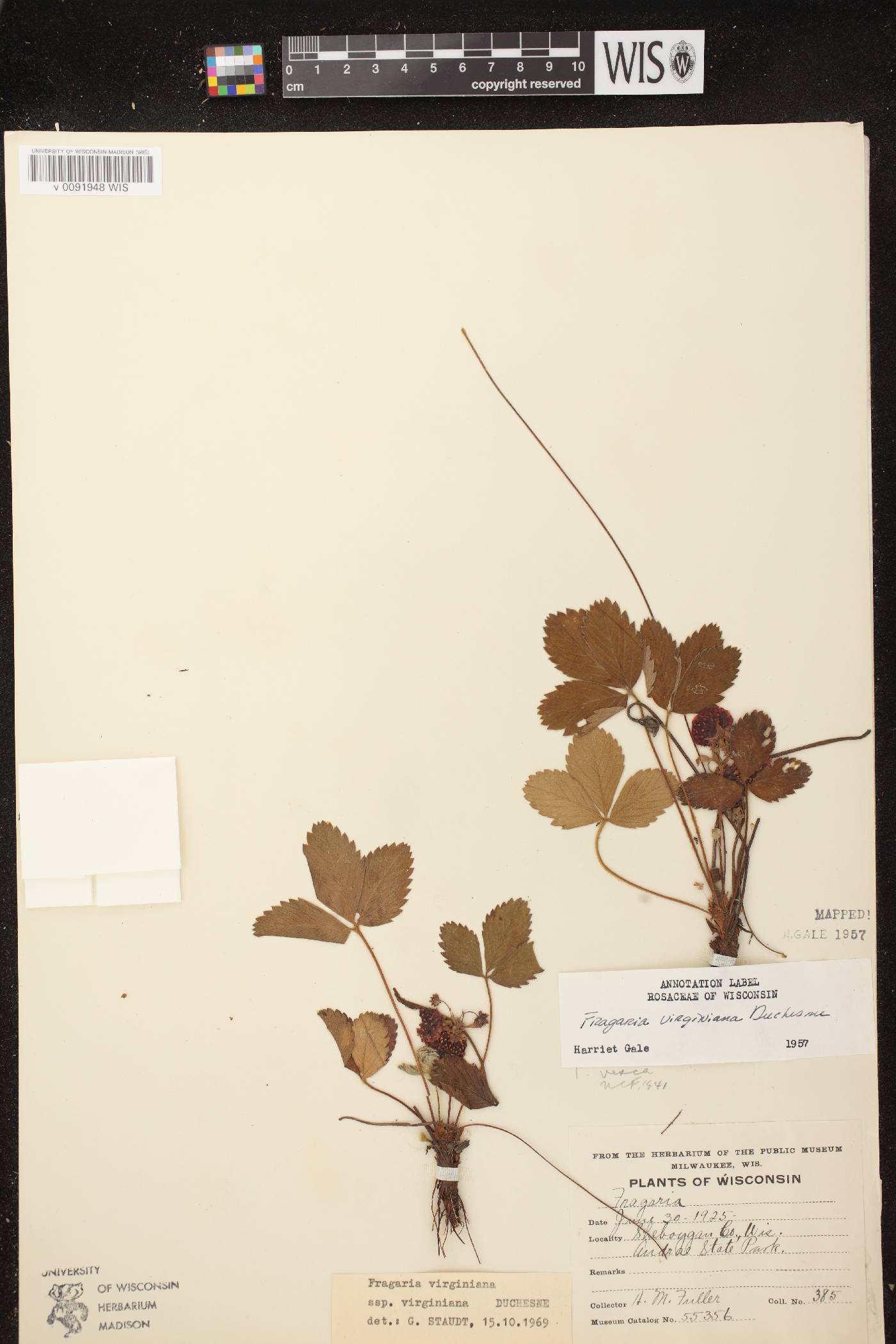 Fragaria virginiana image