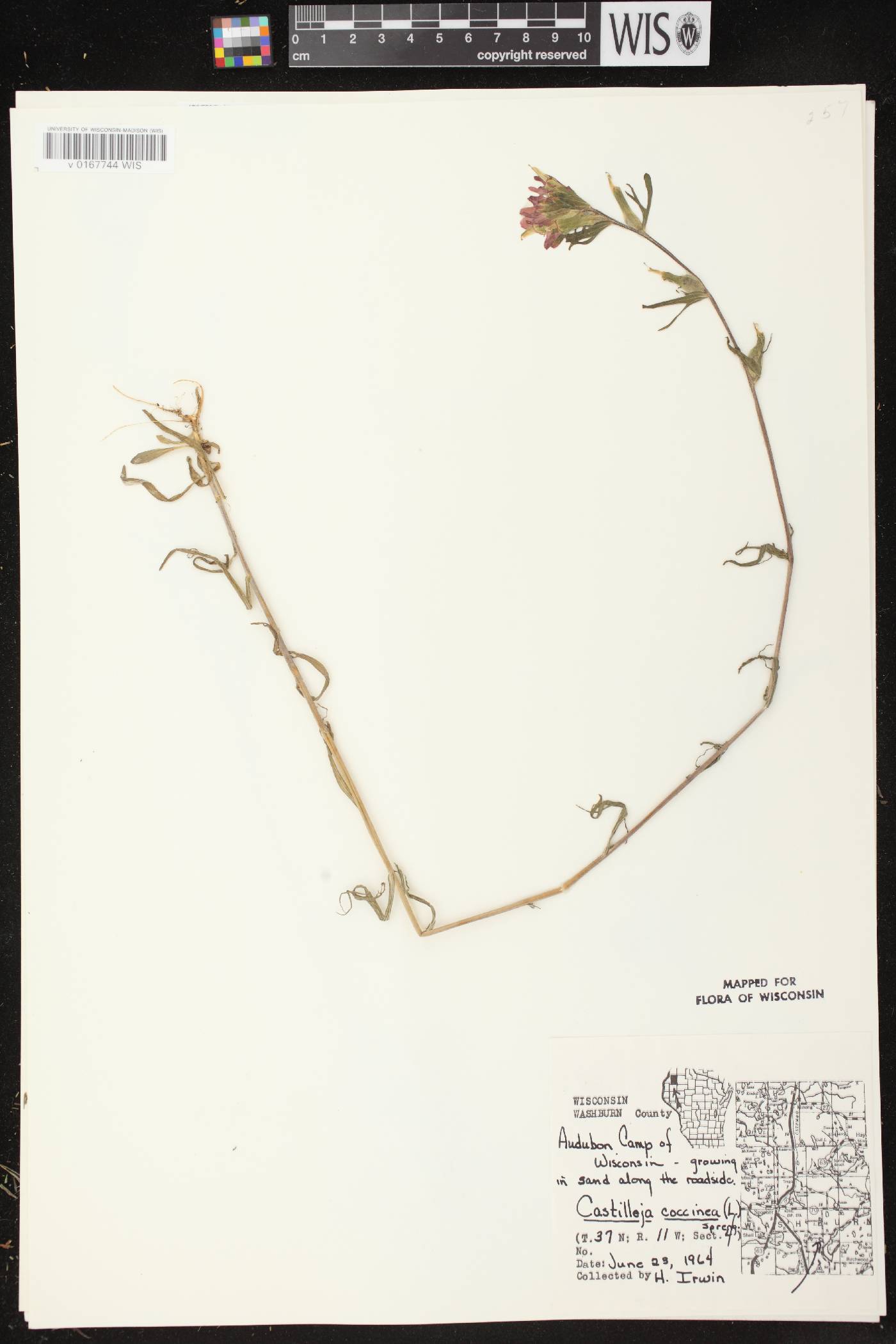 Castilleja coccinea image