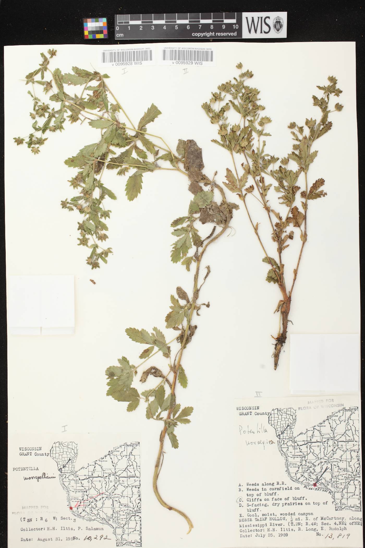 Potentilla norvegica image