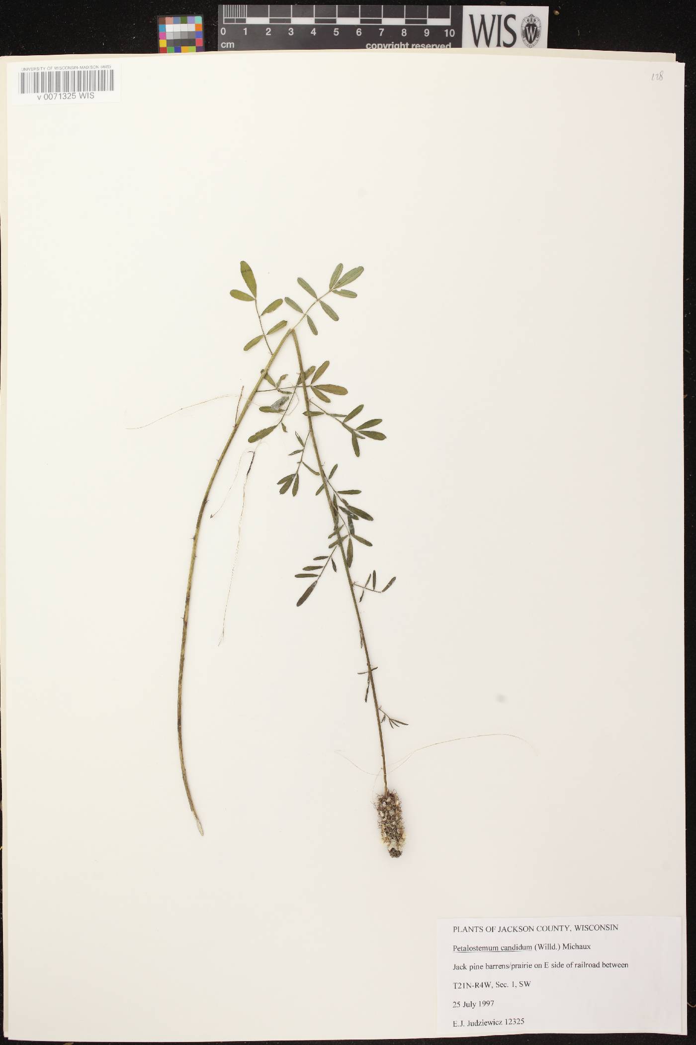 Dalea candida image