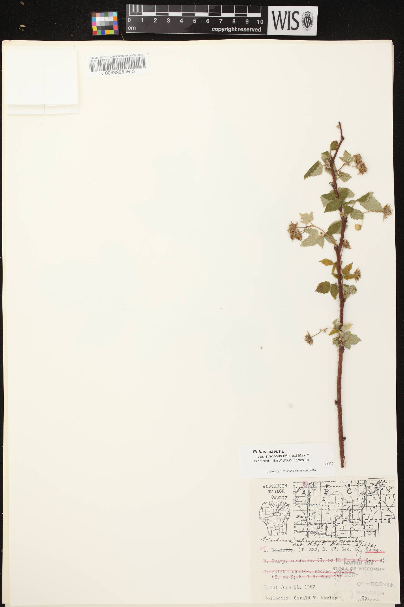 Rubus idaeus subsp. strigosus image