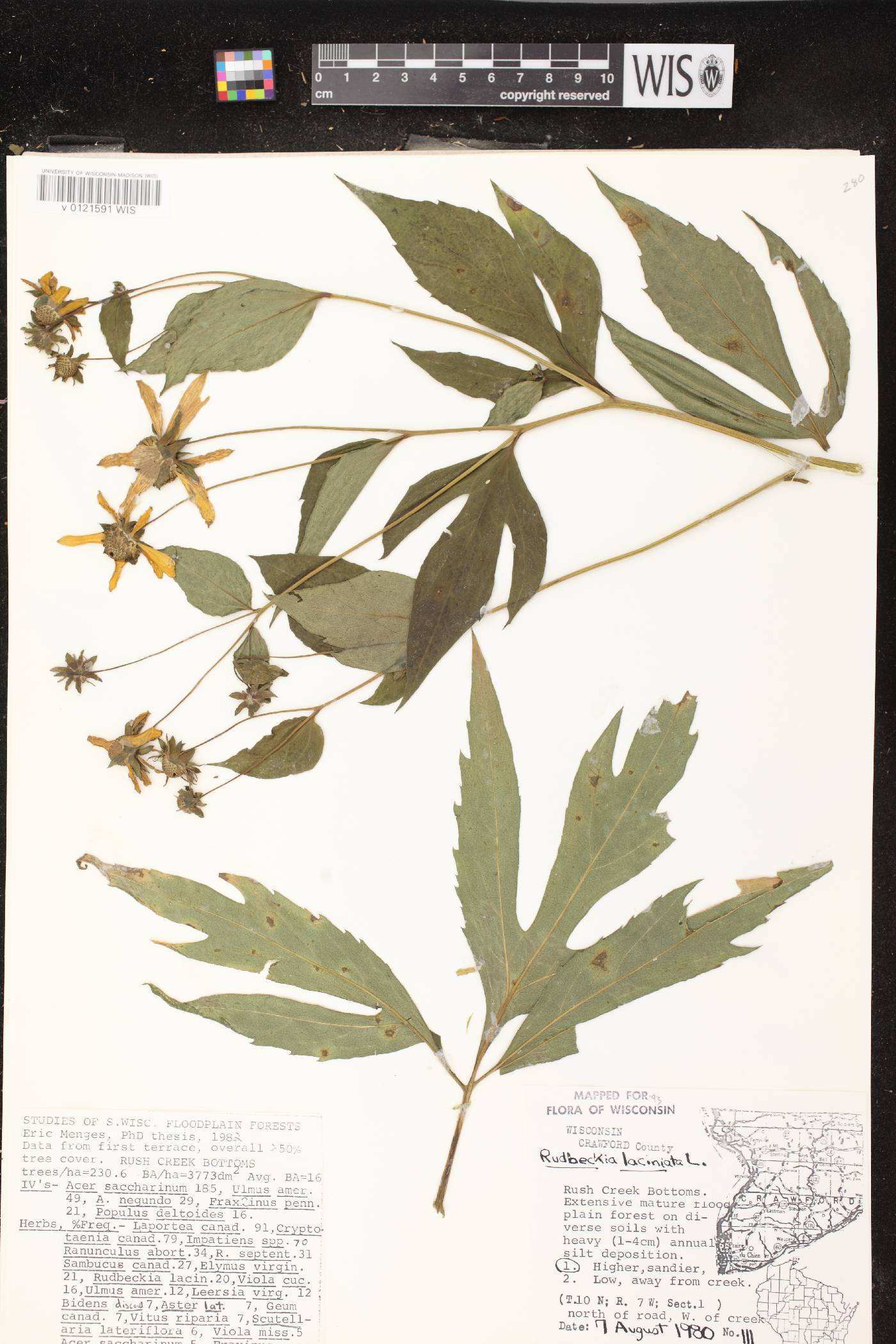 Rudbeckia laciniata image