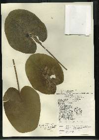 Image of Nuphar x rubrodisca