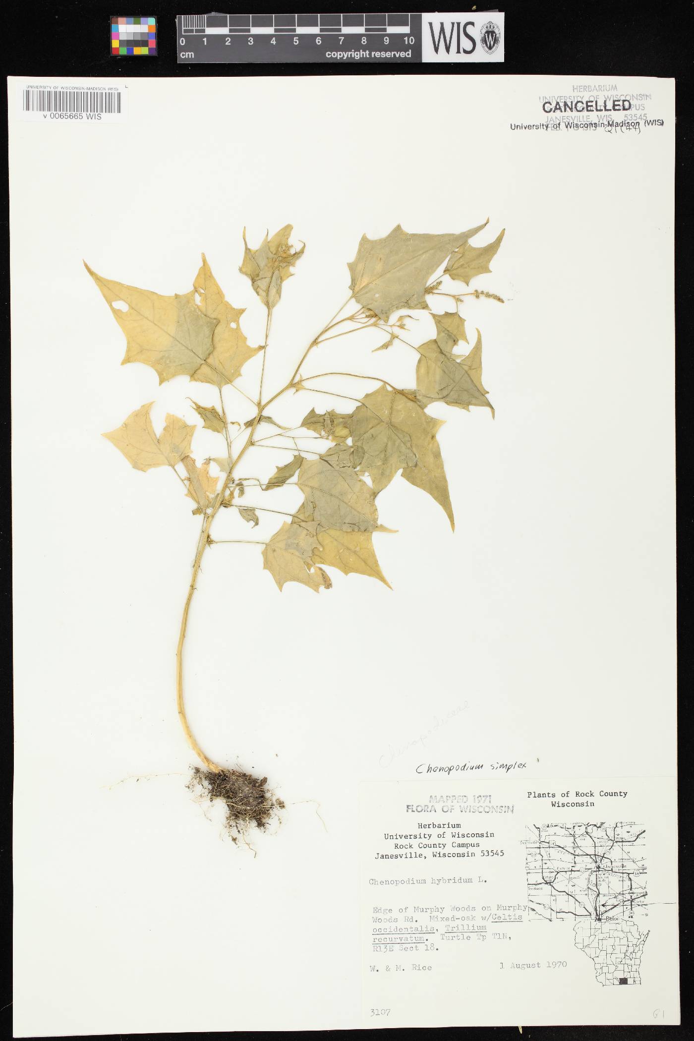 Chenopodium simplex image