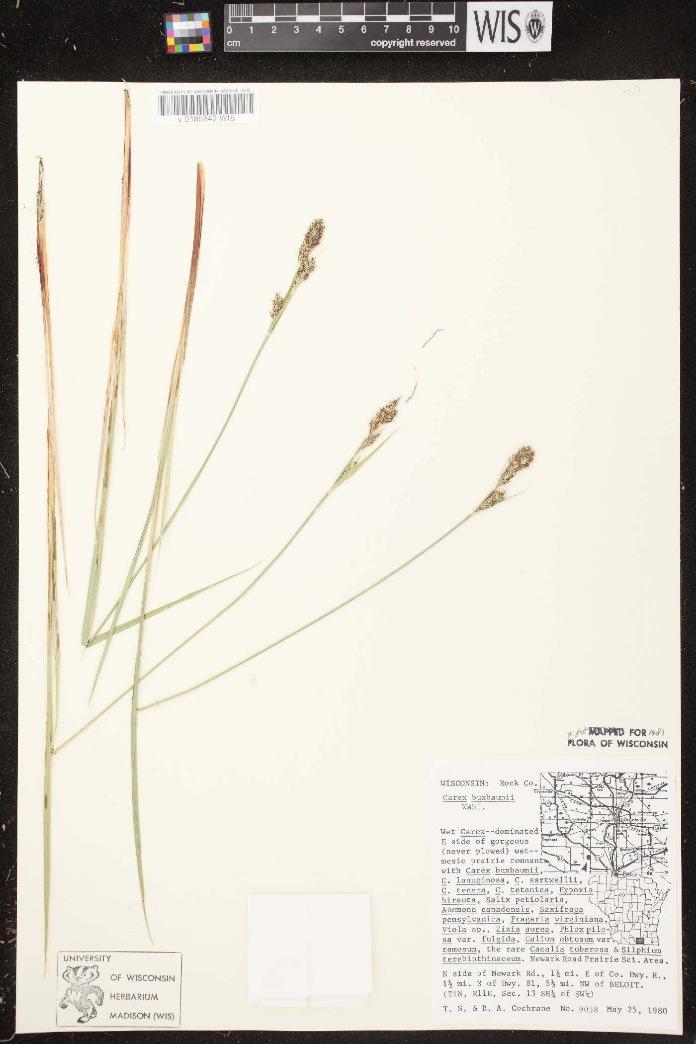 Carex buxbaumii image