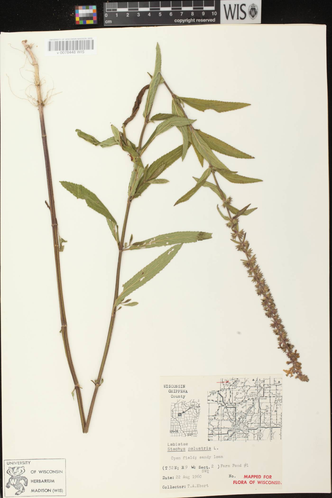 Stachys palustris image