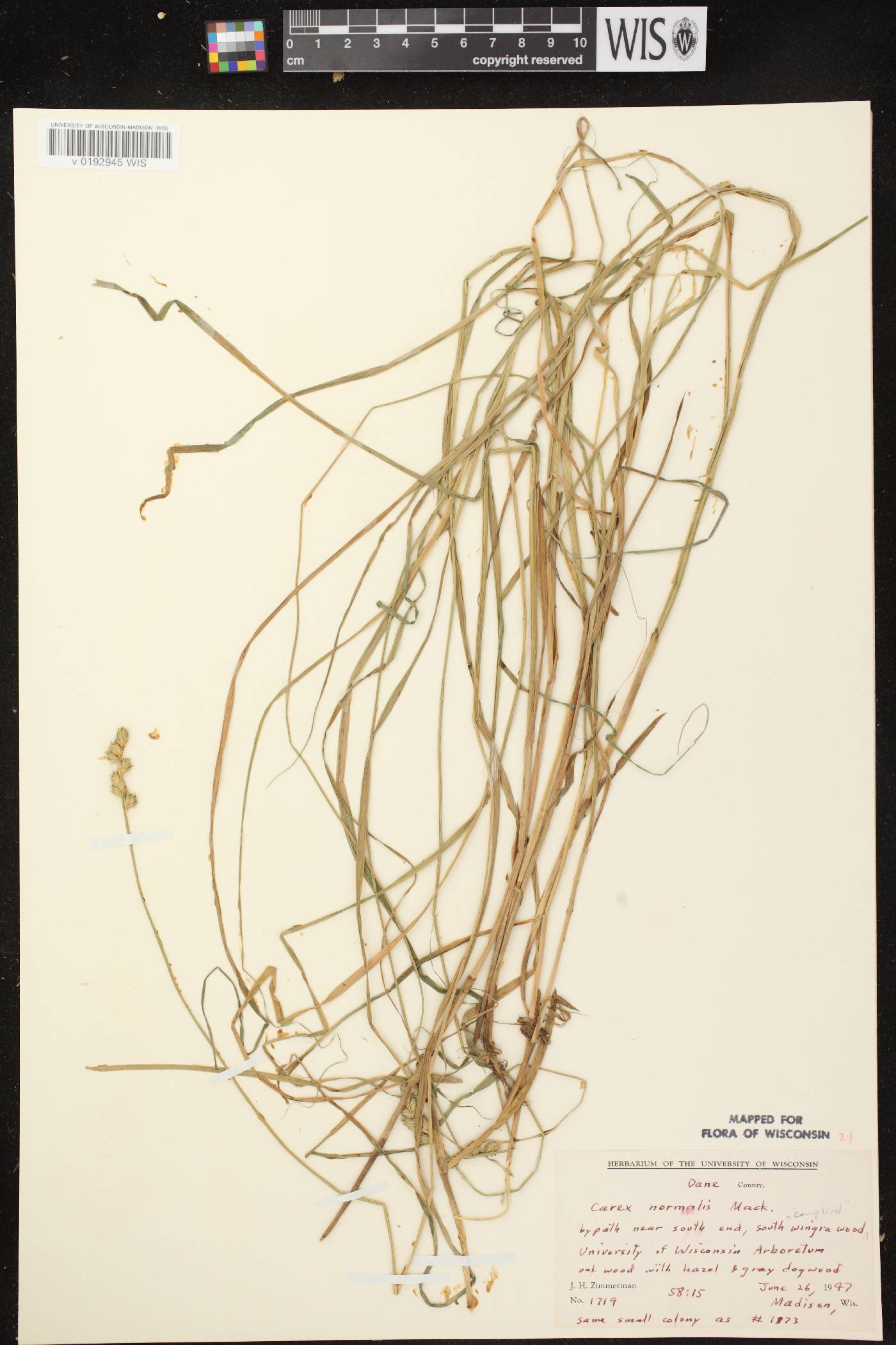 Carex normalis image