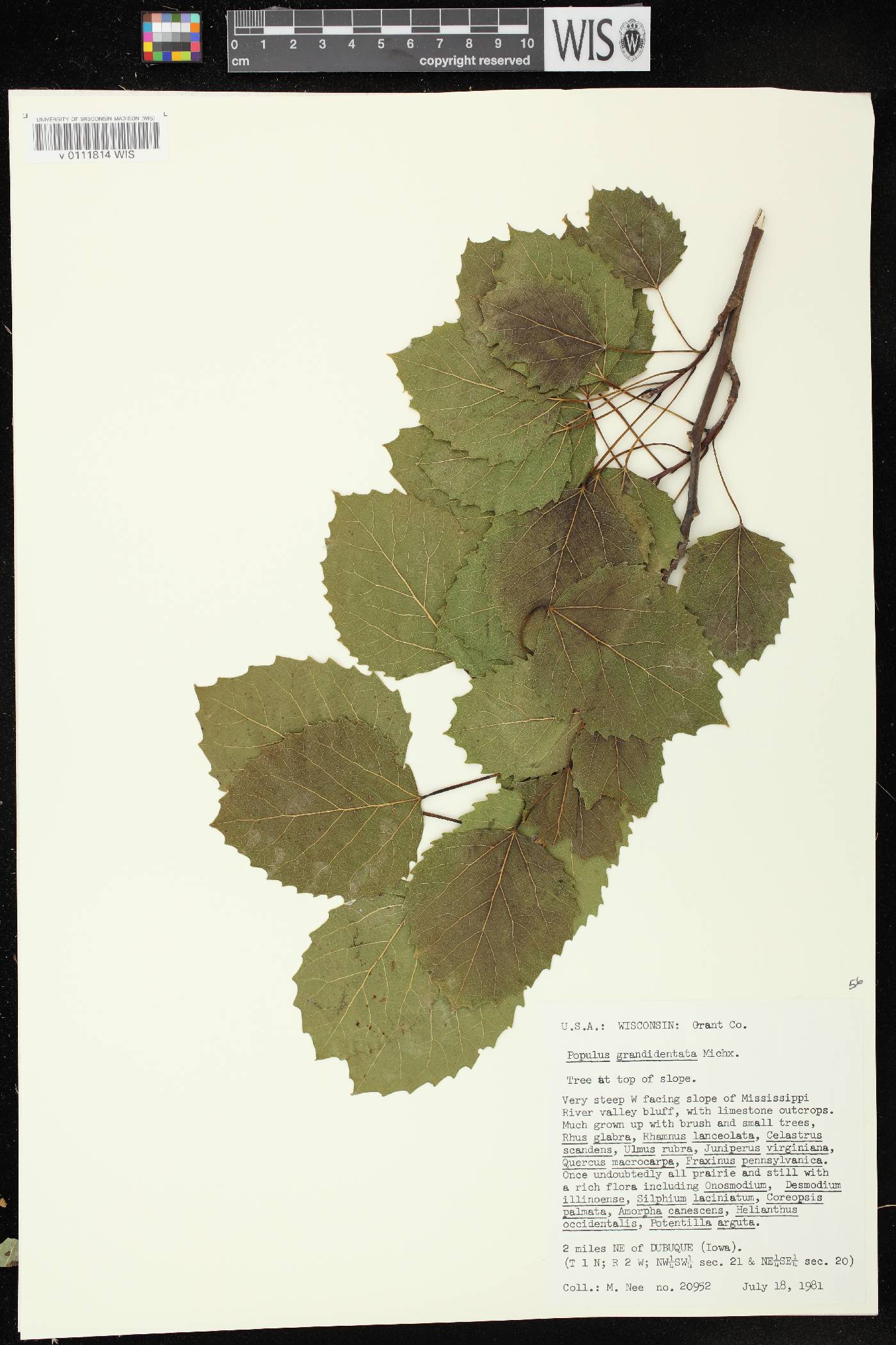 Populus grandidentata image