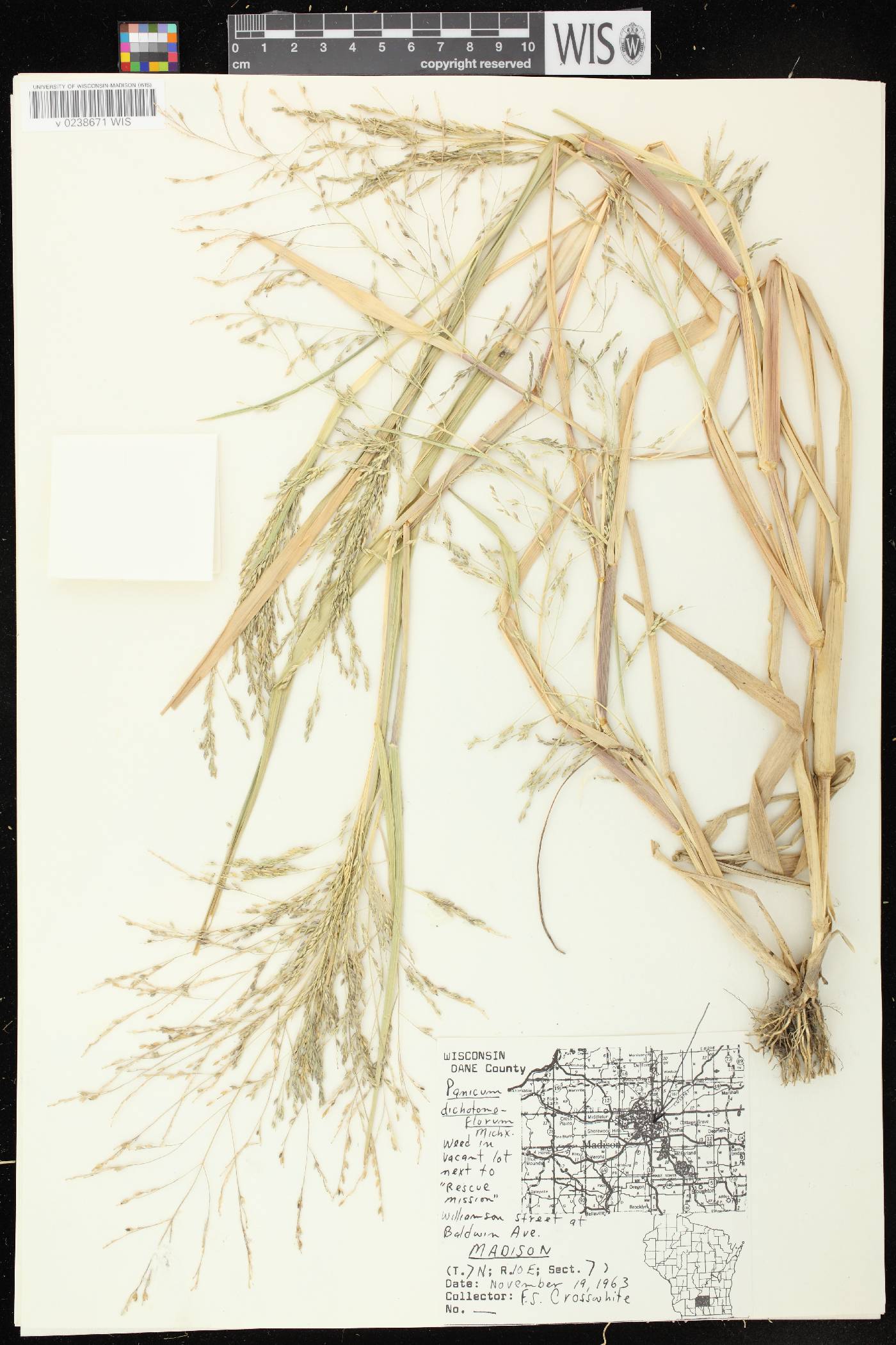 Panicum dichotomiflorum subsp. dichotomiflorum image