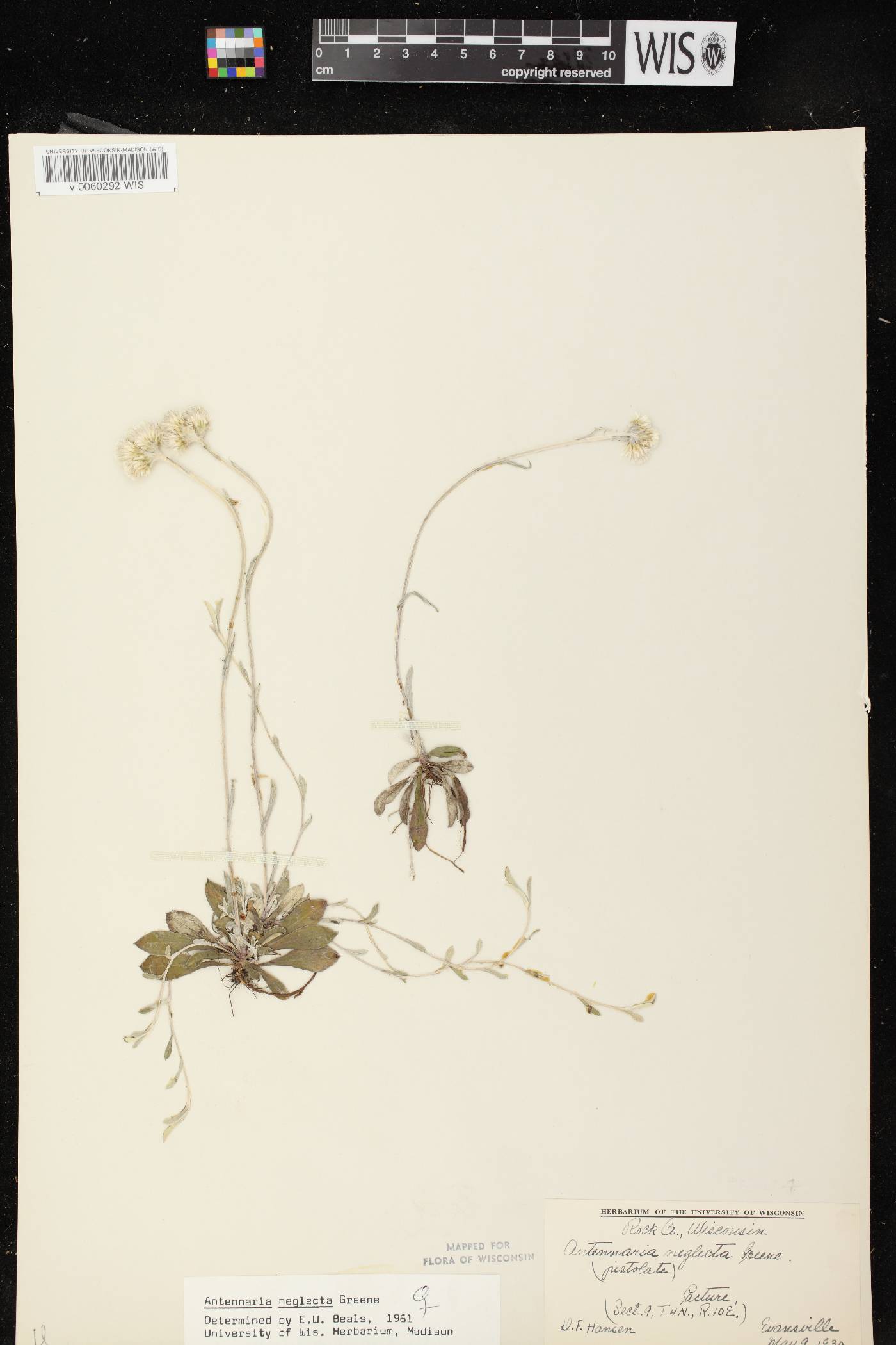 Antennaria neglecta image