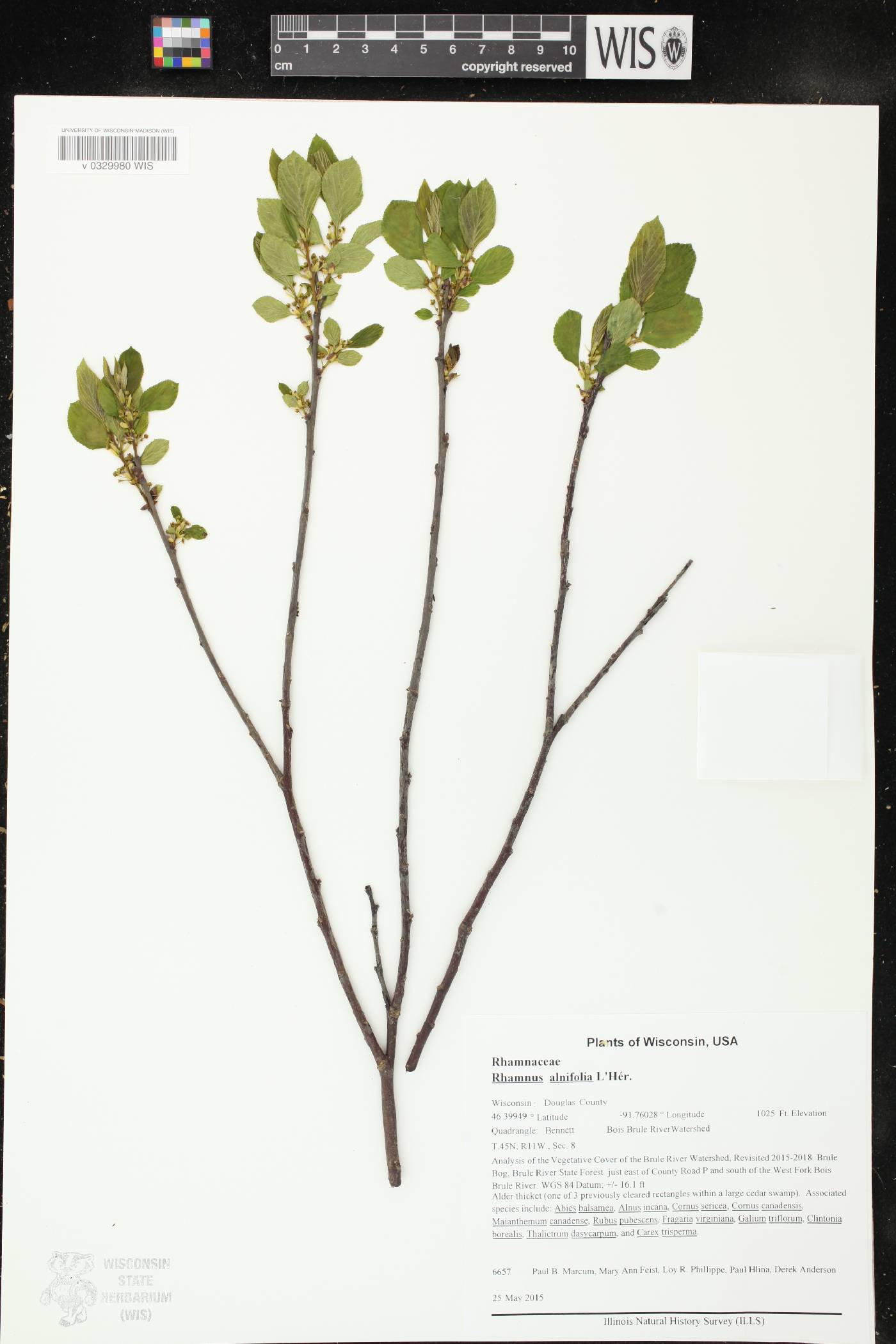 Rhamnus alnifolia image