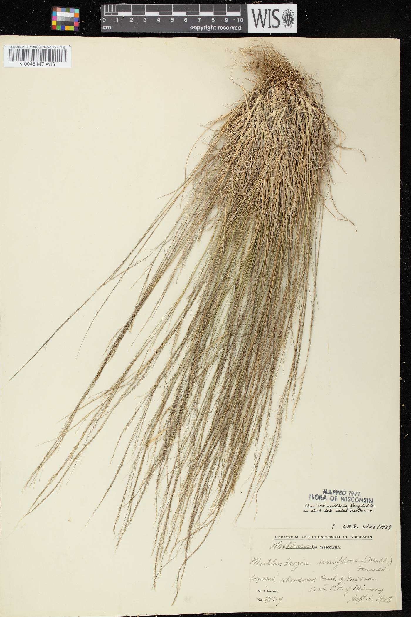 Muhlenbergia uniflora image