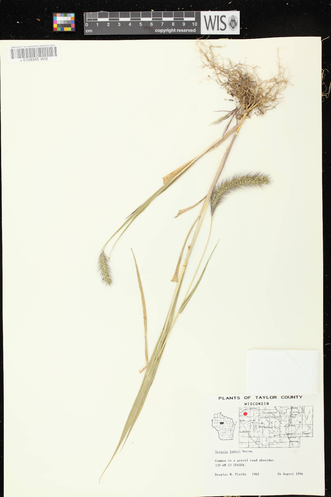 Setaria faberi image