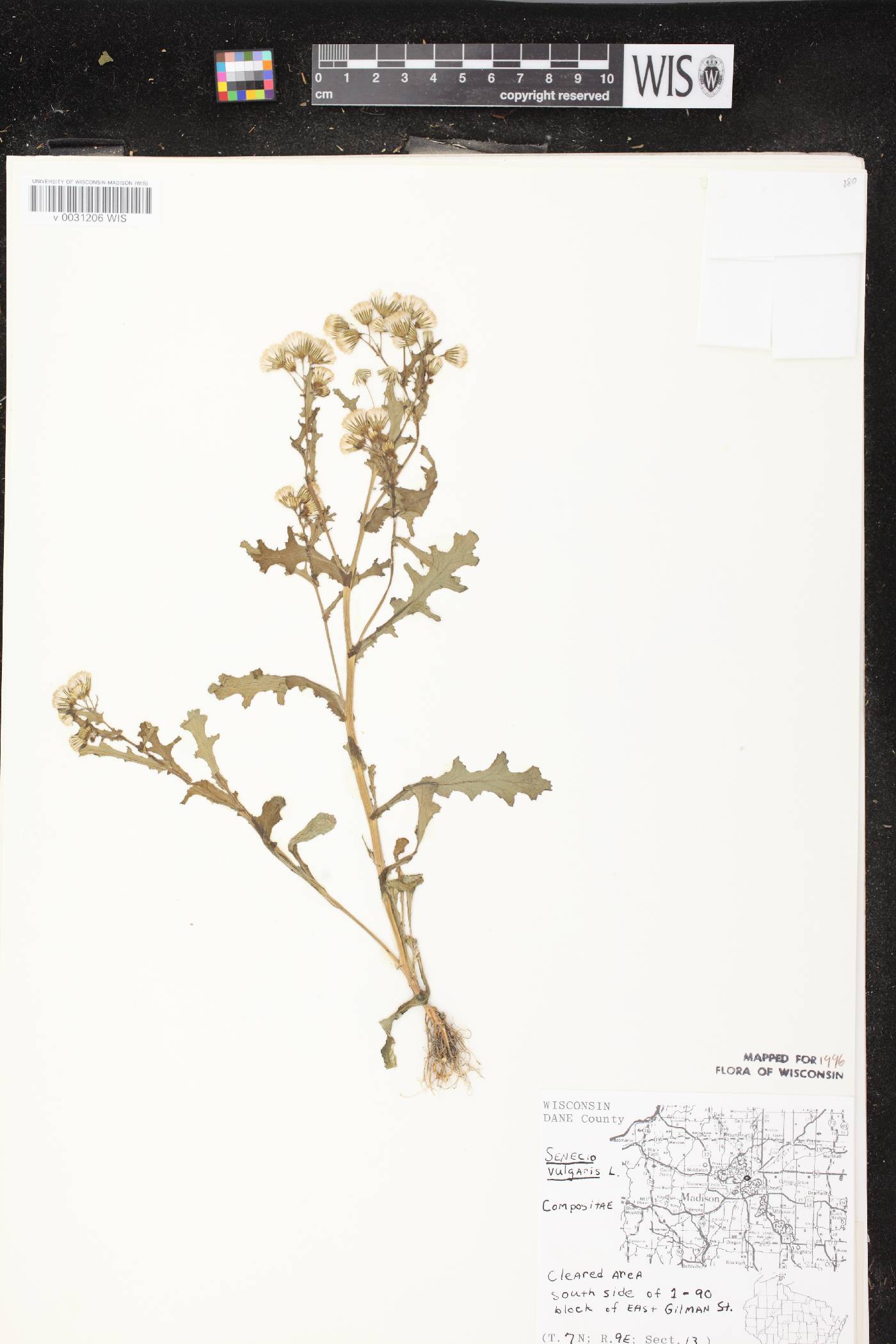 Senecio vulgaris image