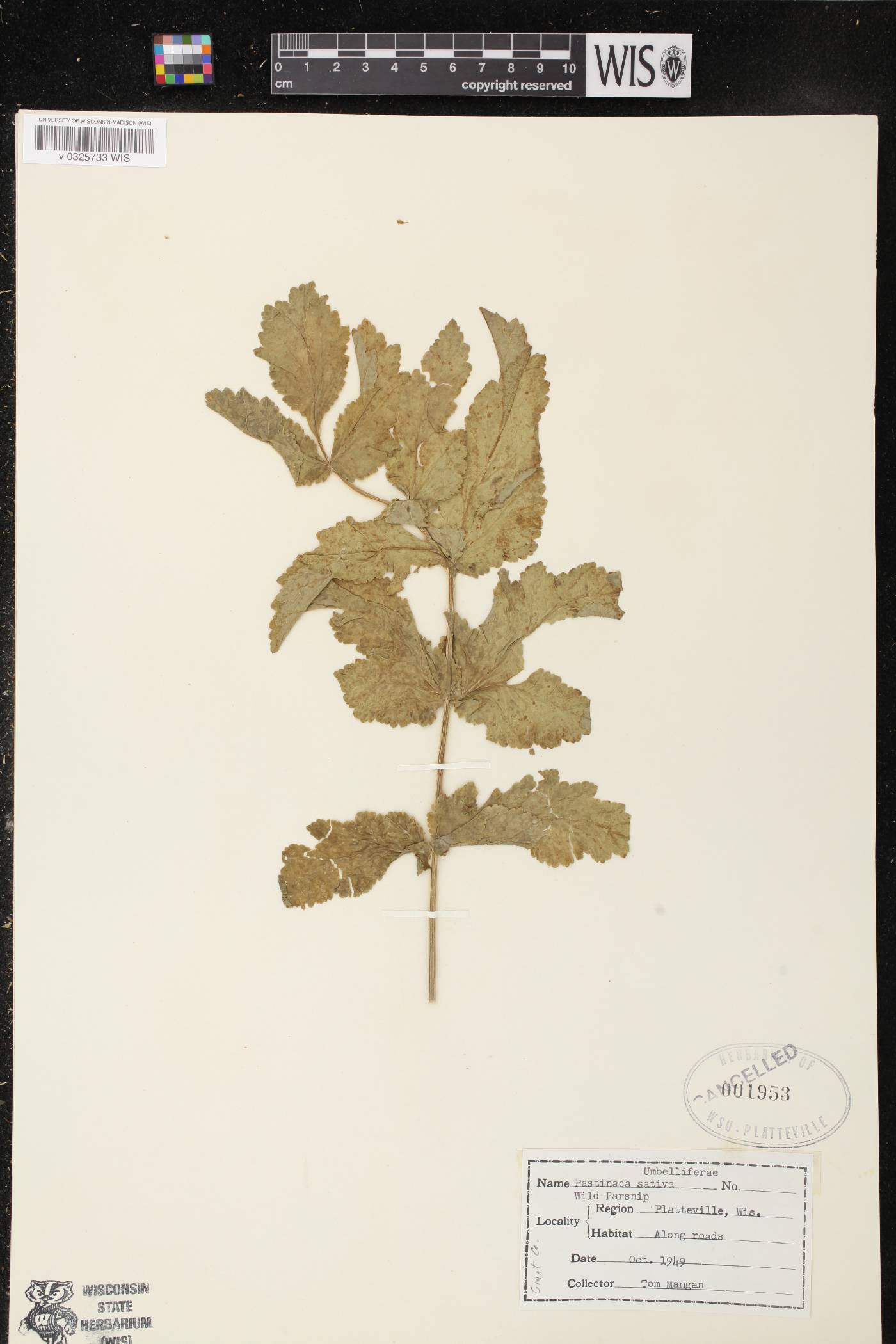 Pastinaca sativa image