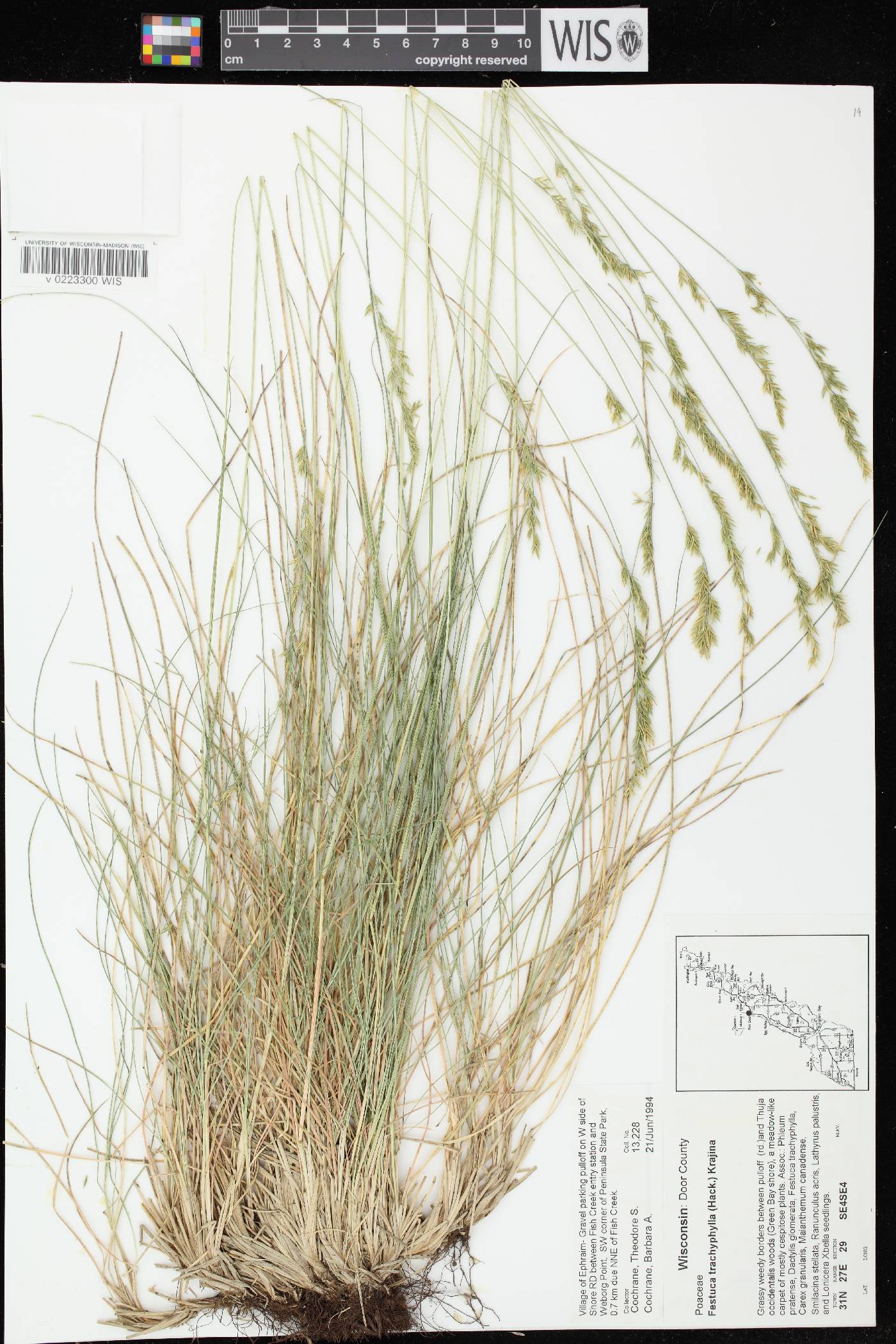 Festuca trachyphylla image