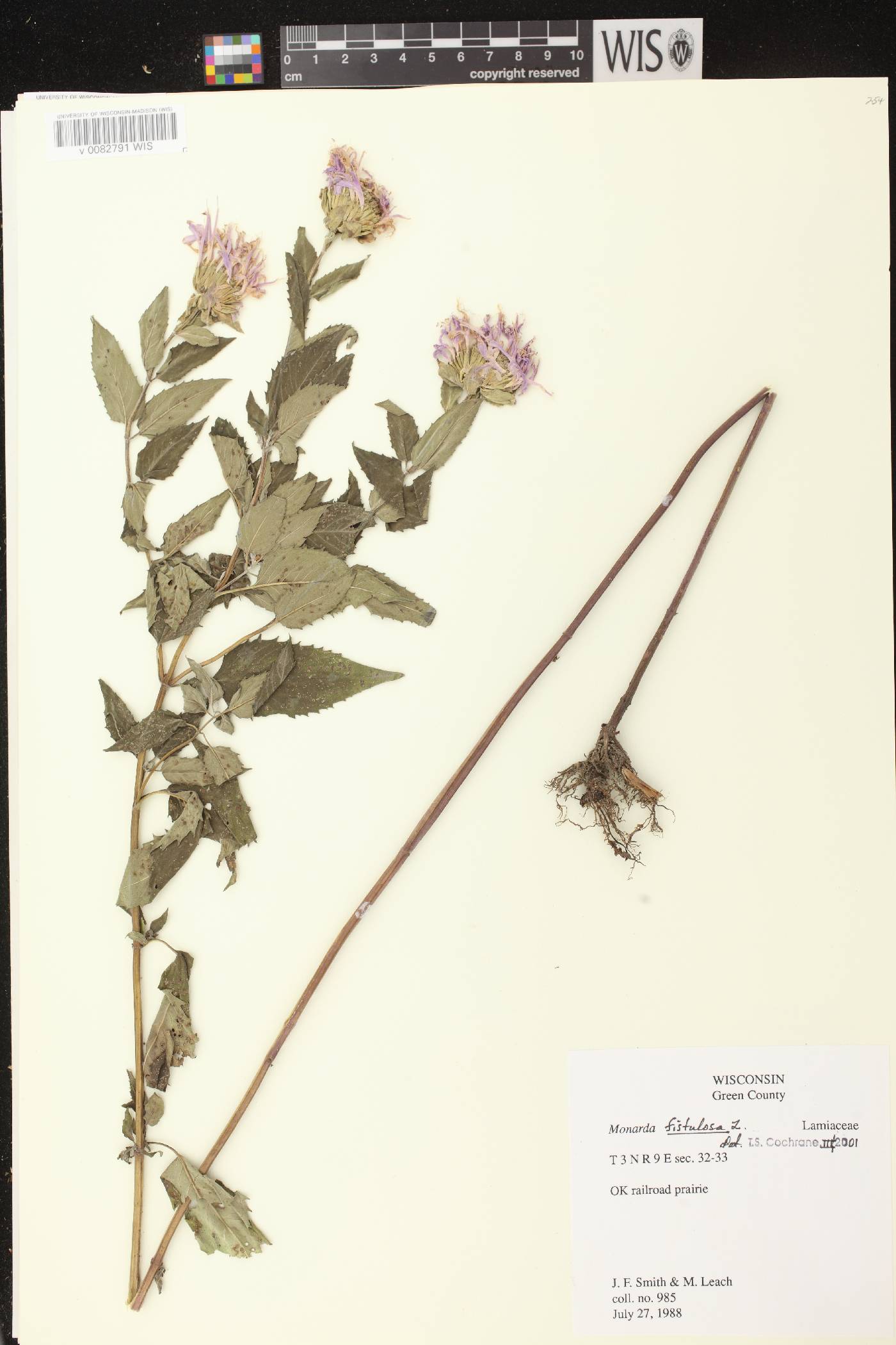 Monarda fistulosa subsp. fistulosa image