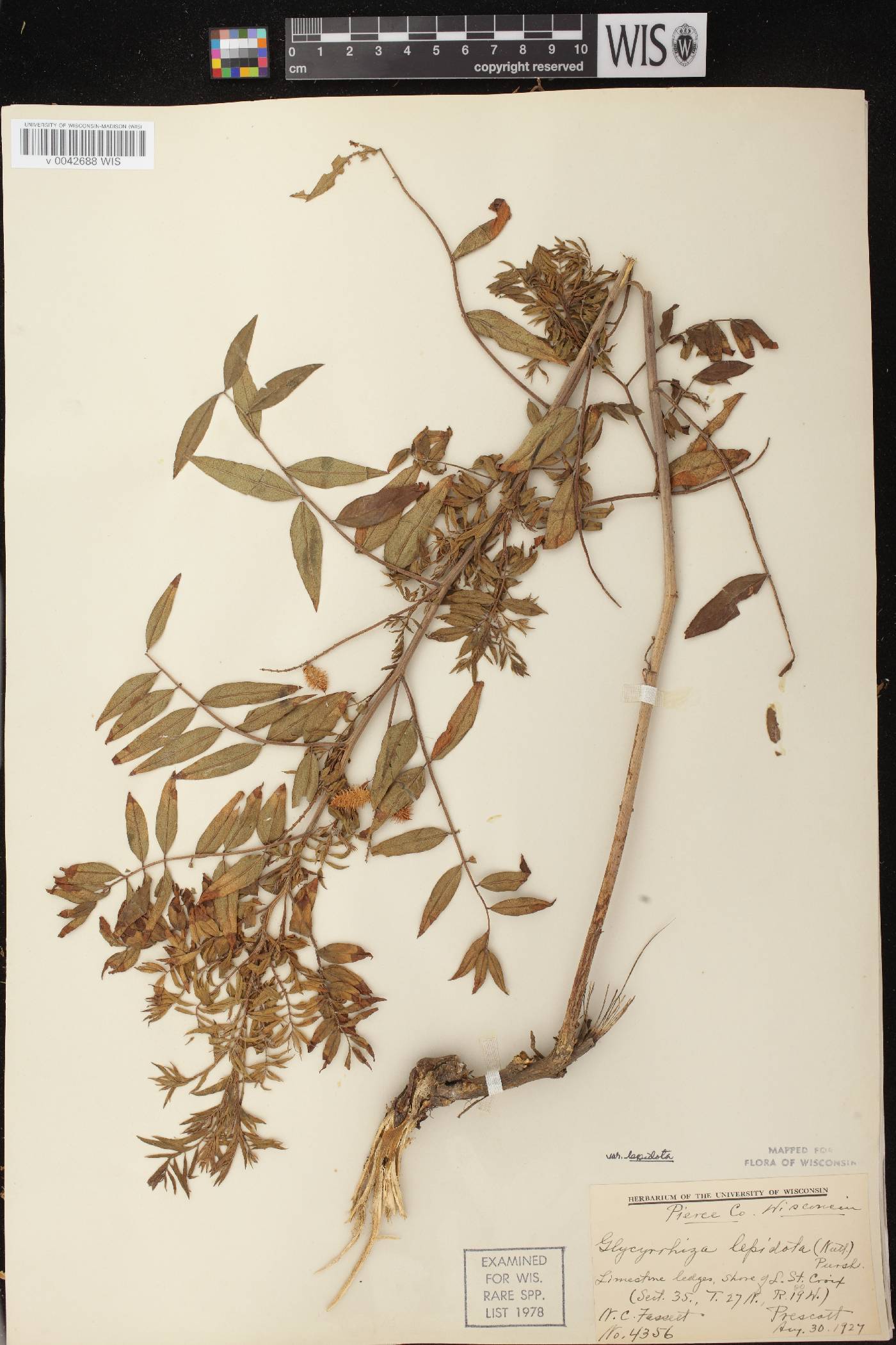 Glycyrrhiza lepidota image