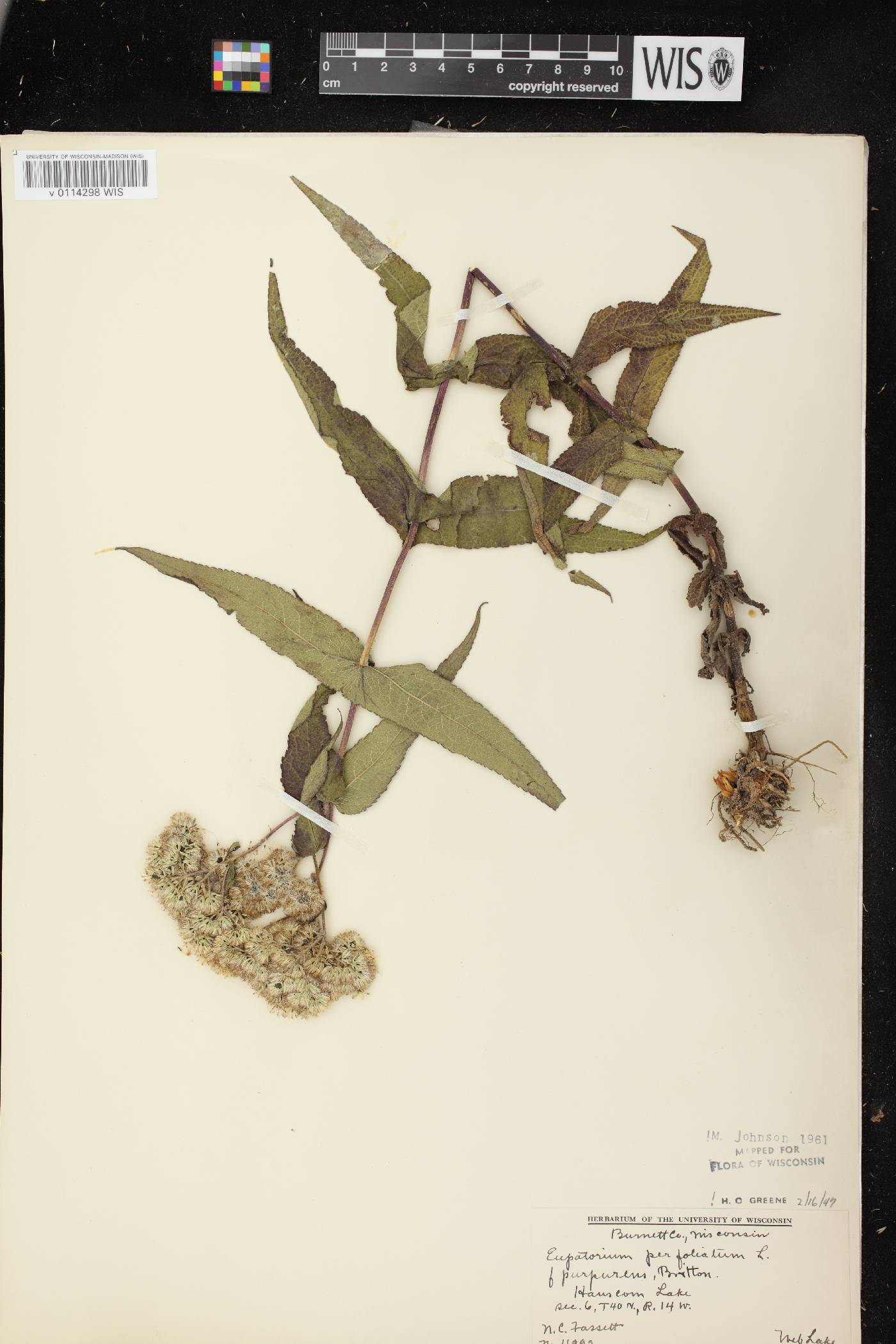 Eupatorium perfoliatum image