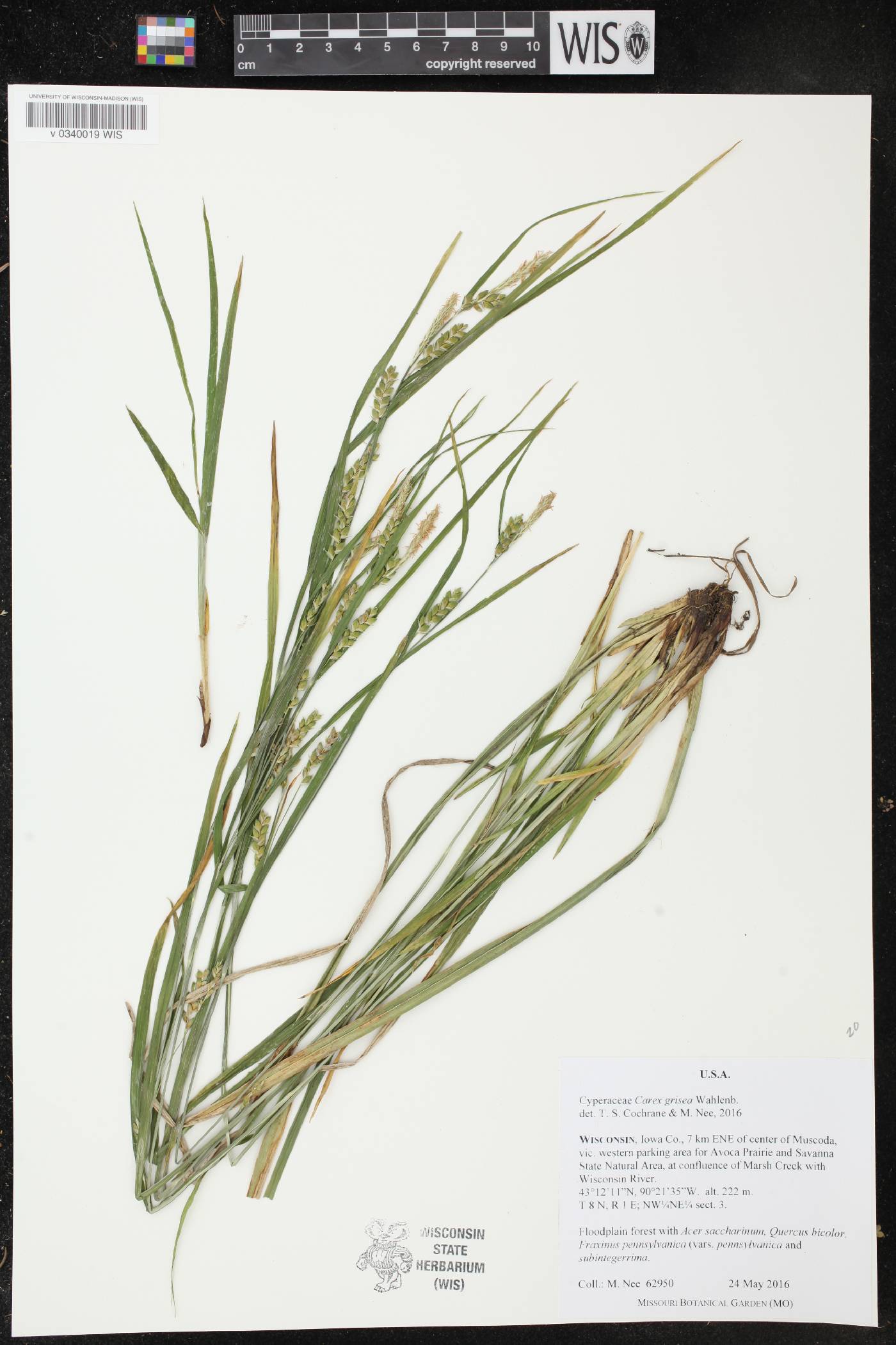 Carex grisea image