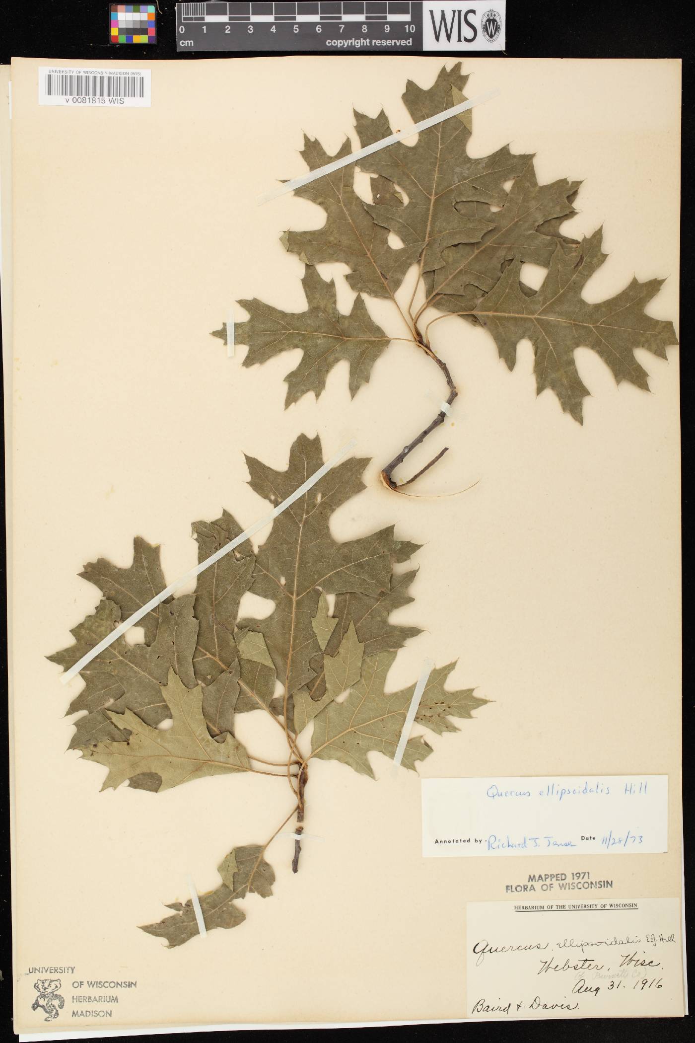 Quercus ellipsoidalis image