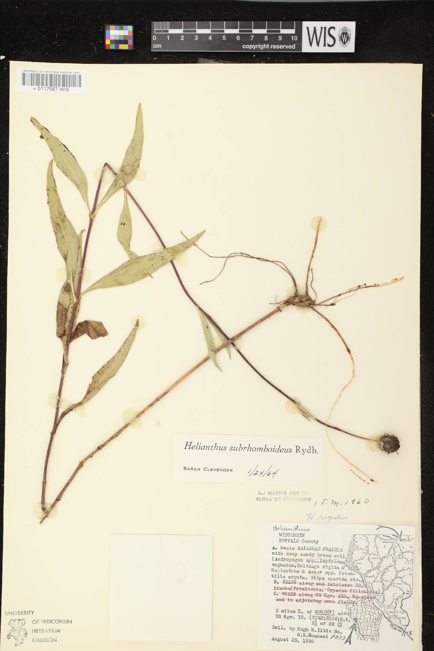 Helianthus pauciflorus subsp. subrhomboideus image