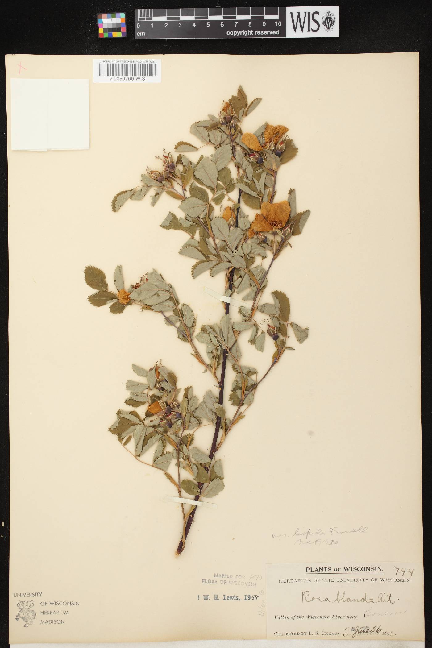 Rosa blanda image