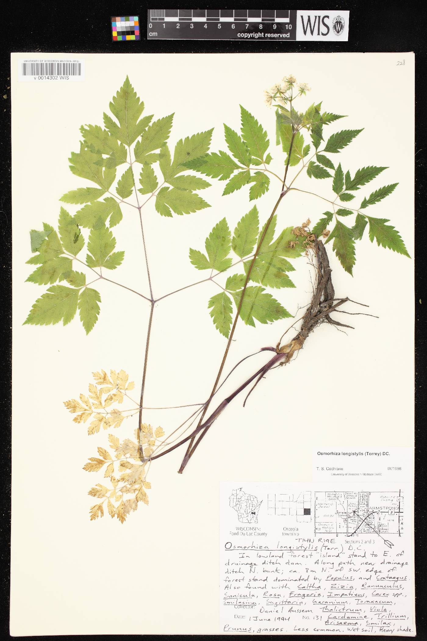 Osmorhiza longistylis image