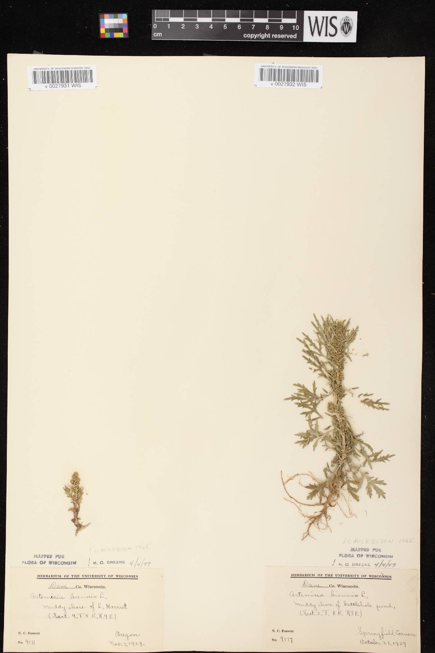 Artemisia biennis image