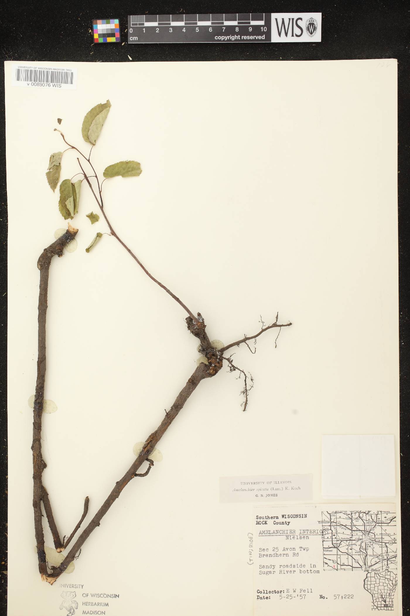 Amelanchier spicata image