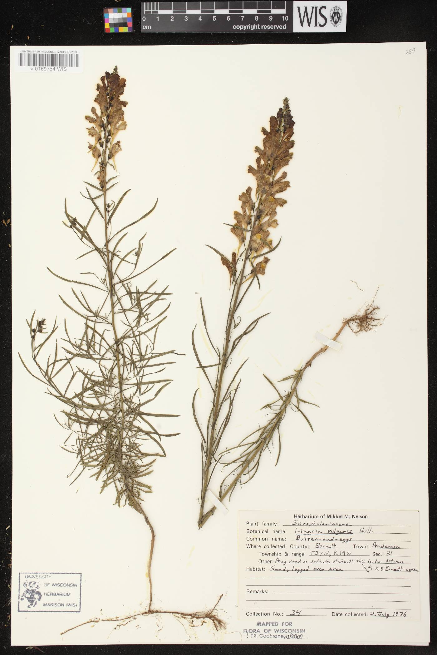 Linaria vulgaris image