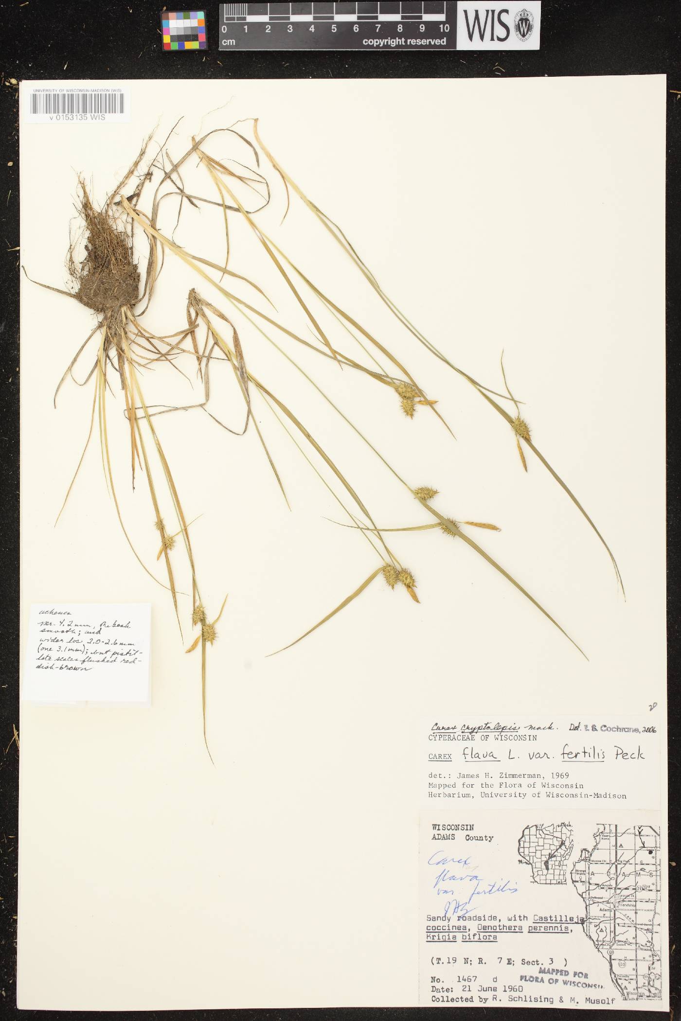 Carex cryptolepis image