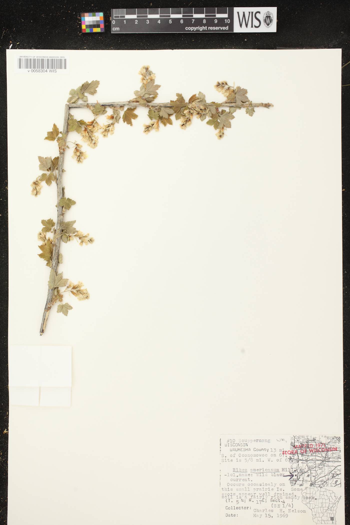 Ribes americanum image