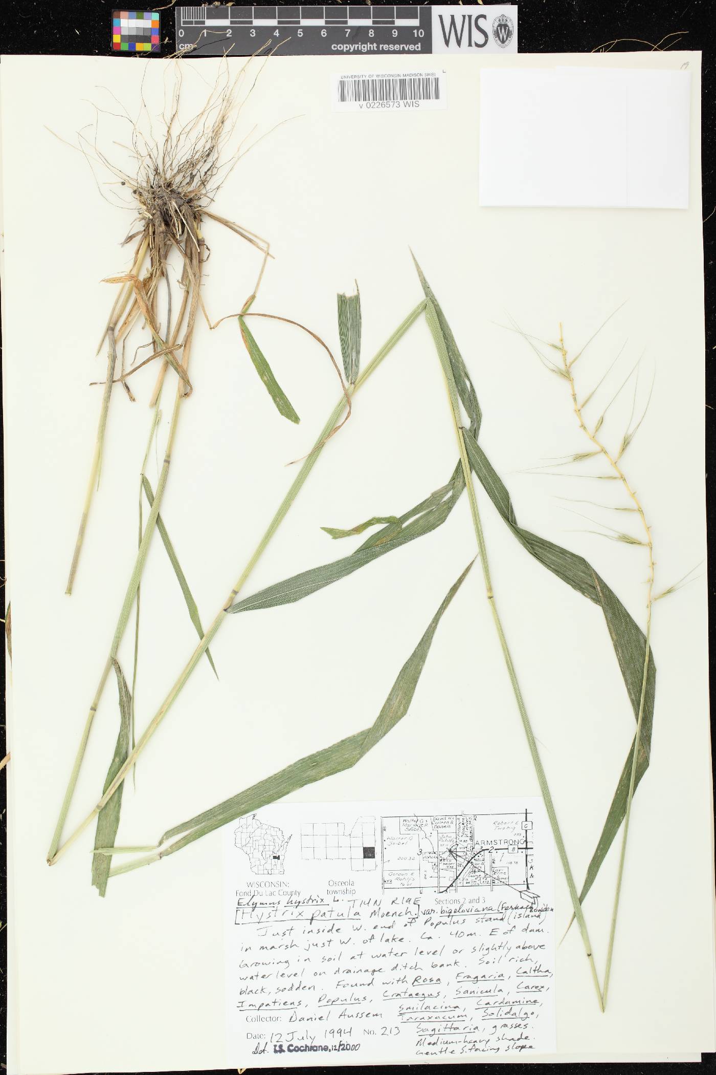 Elymus hystrix var. bigeloviana image