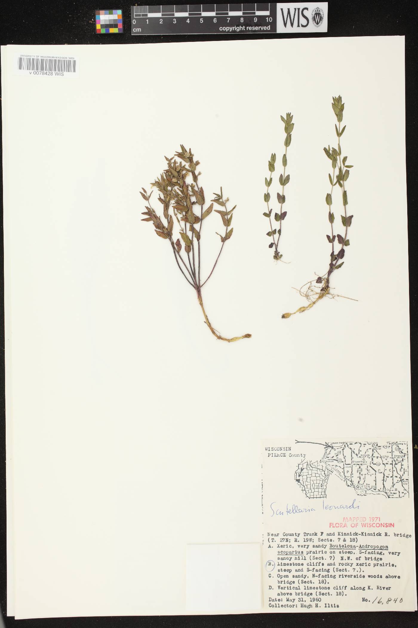 Scutellaria parvula var. missouriensis image