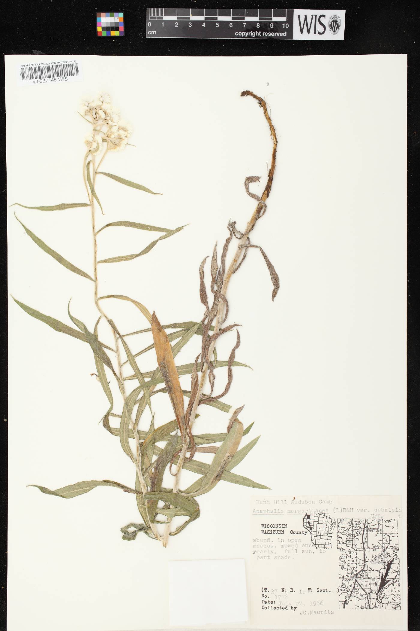 Anaphalis margaritacea image