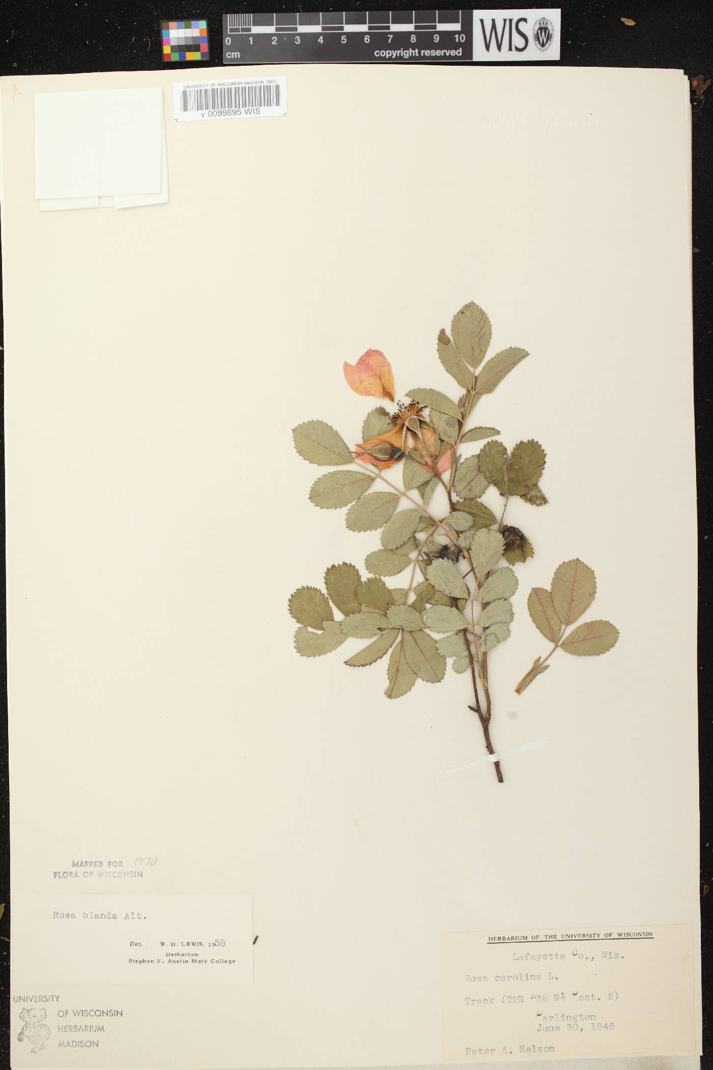 Rosa blanda image