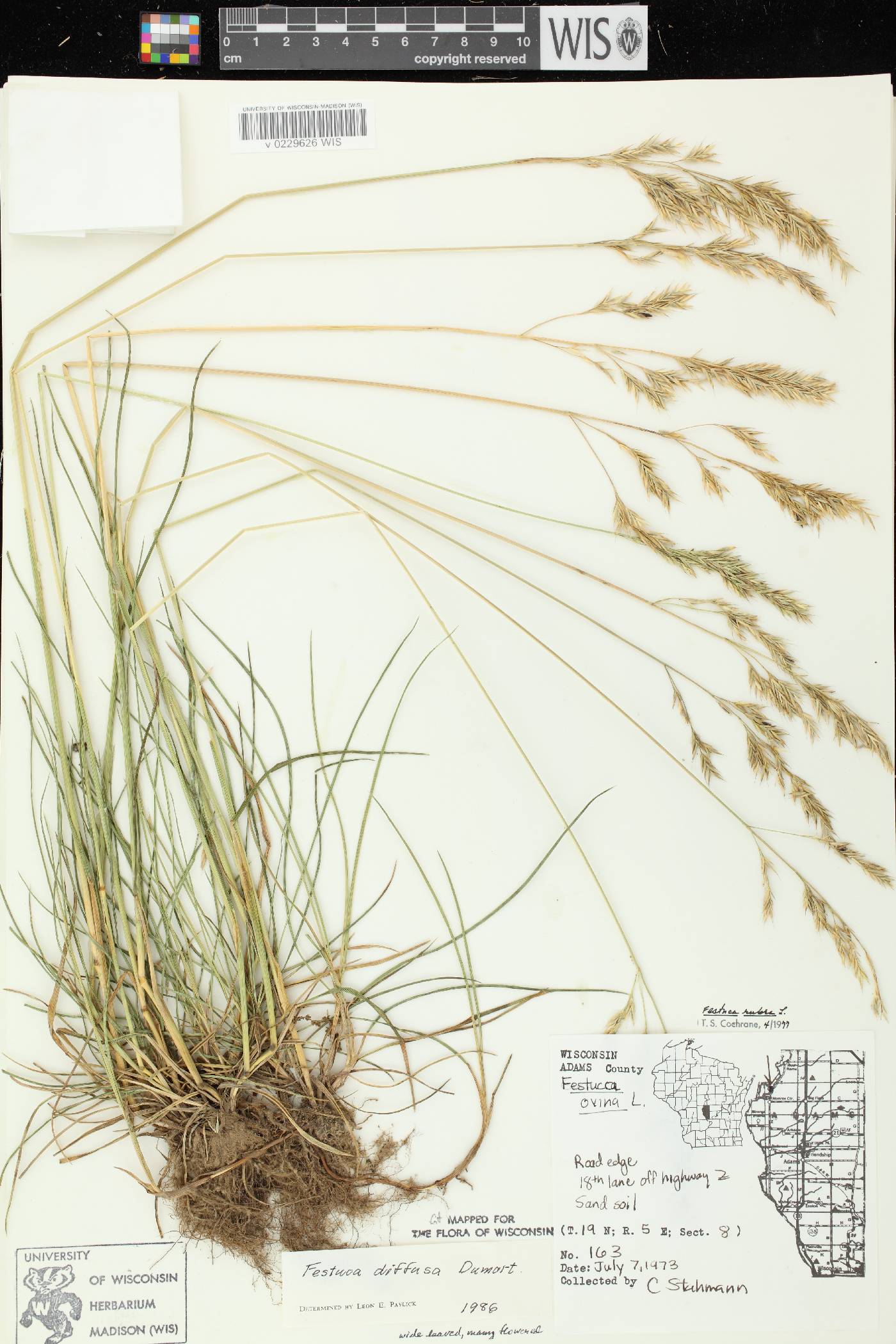 Festuca rubra subsp. fallax image