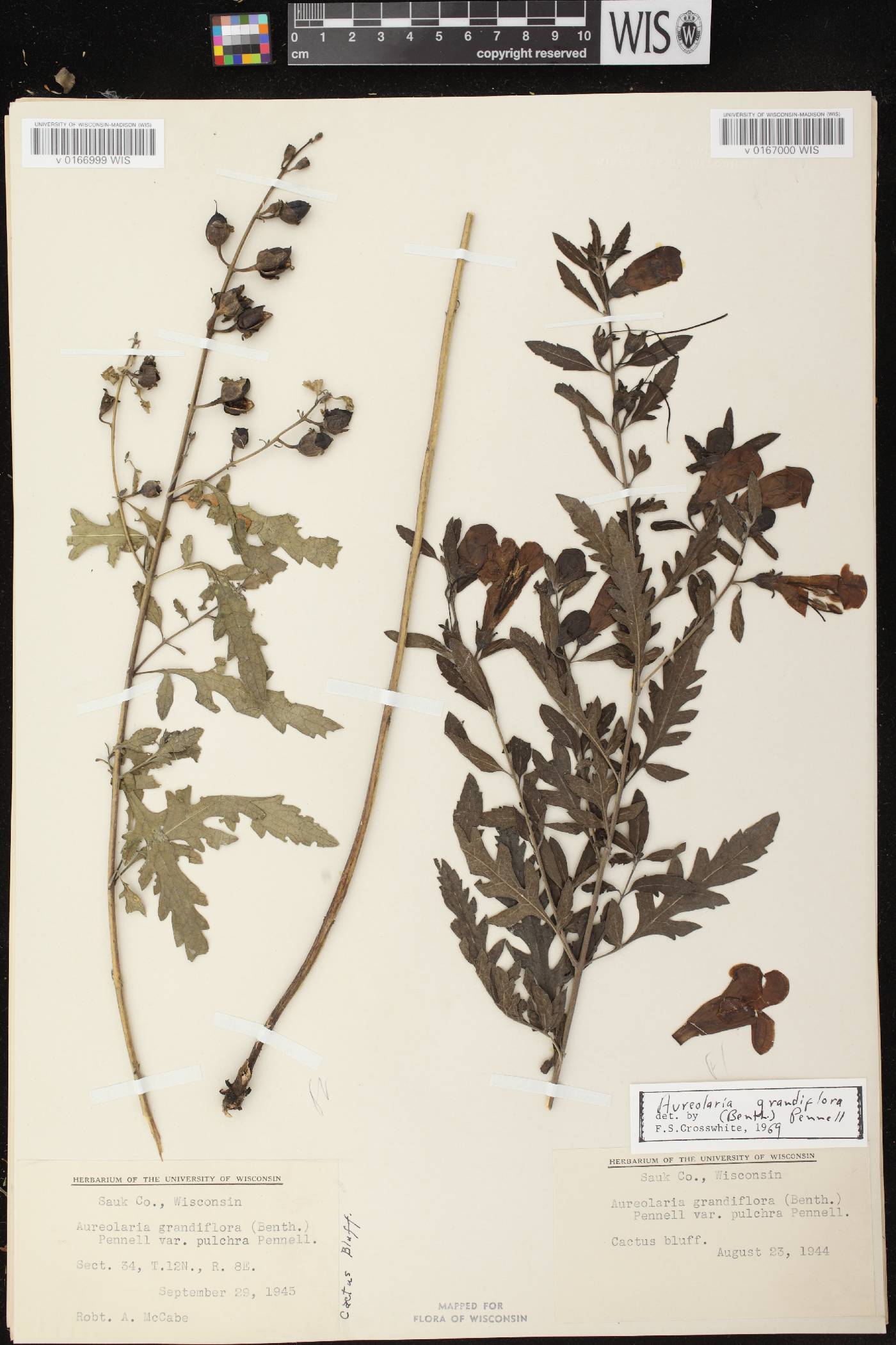 Aureolaria grandiflora var. pulchra image