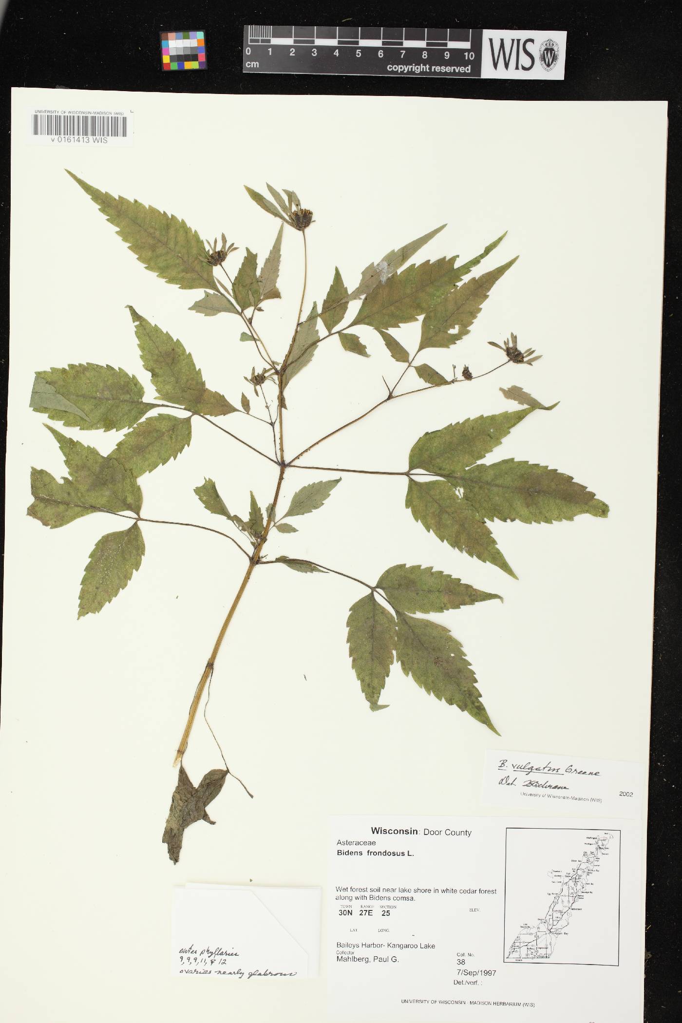 Bidens vulgata image