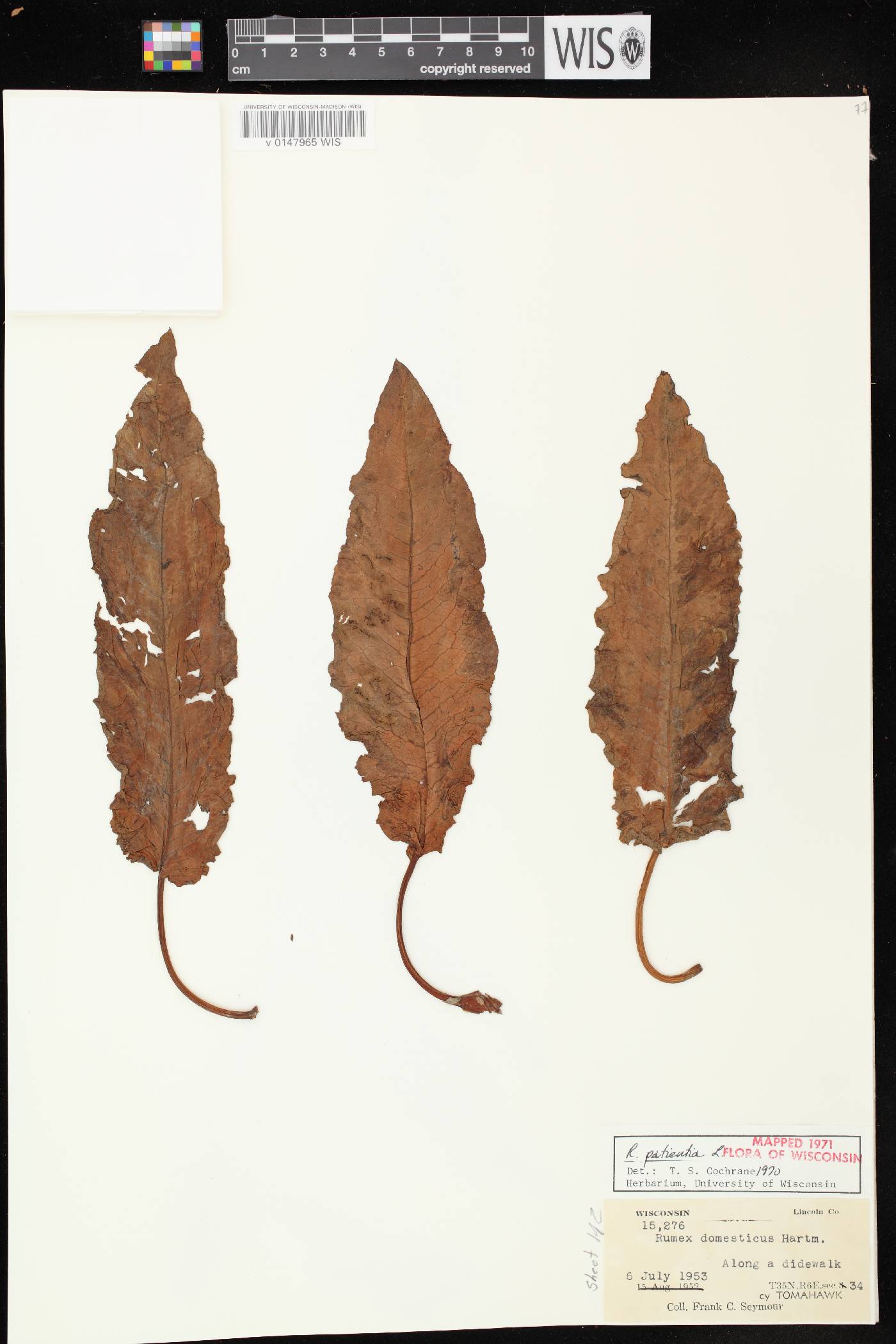 Rumex patientia image
