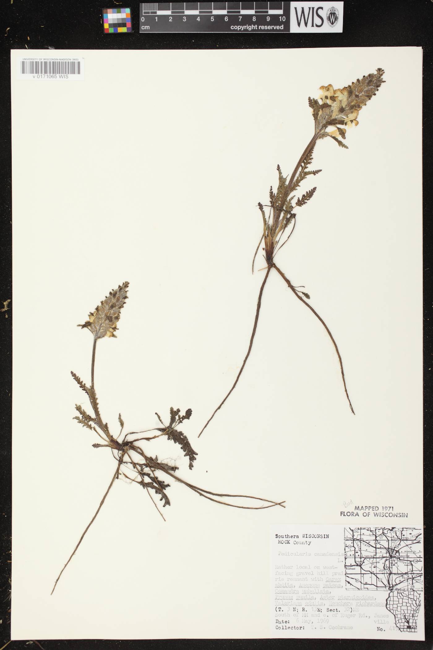 Pedicularis canadensis subsp. canadensis image