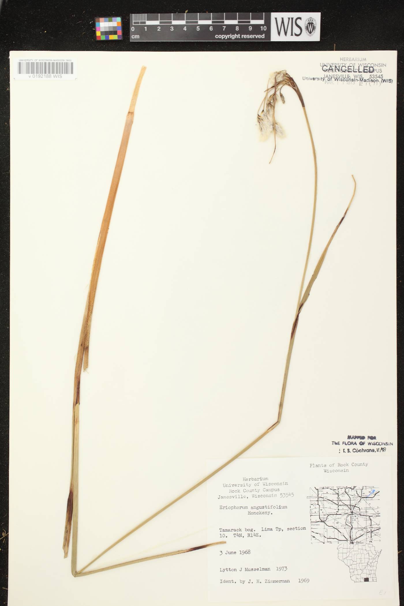 Eriophorum angustifolium subsp. angustifolium image
