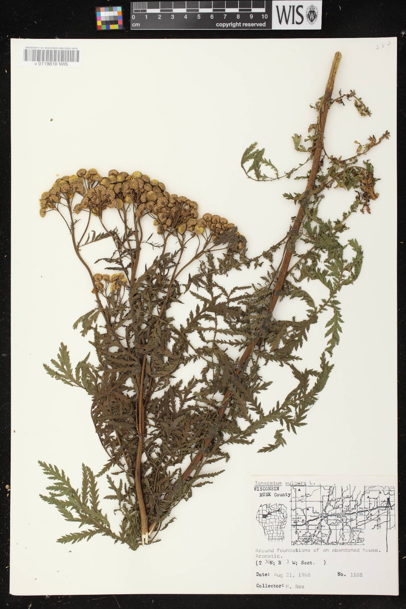 Tanacetum vulgare image