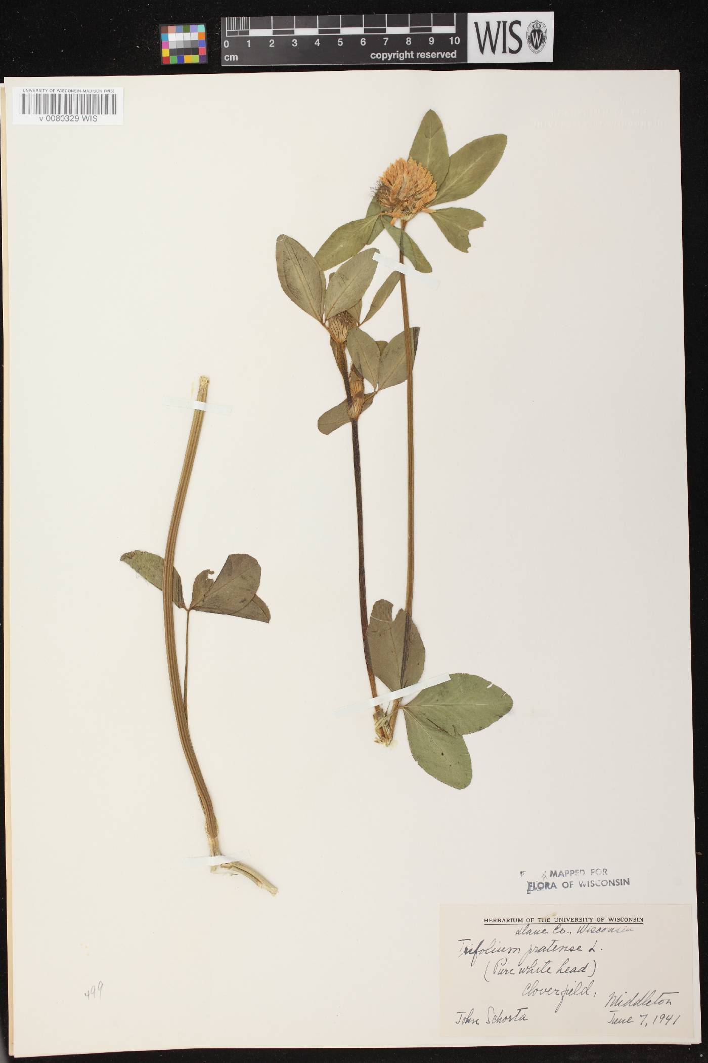 Trifolium pratense image