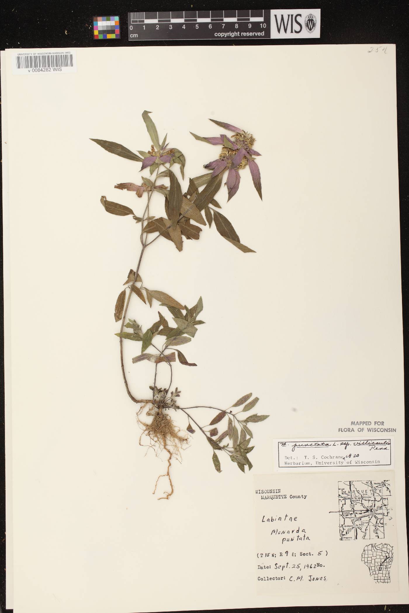 Monarda punctata var. villicaulis image