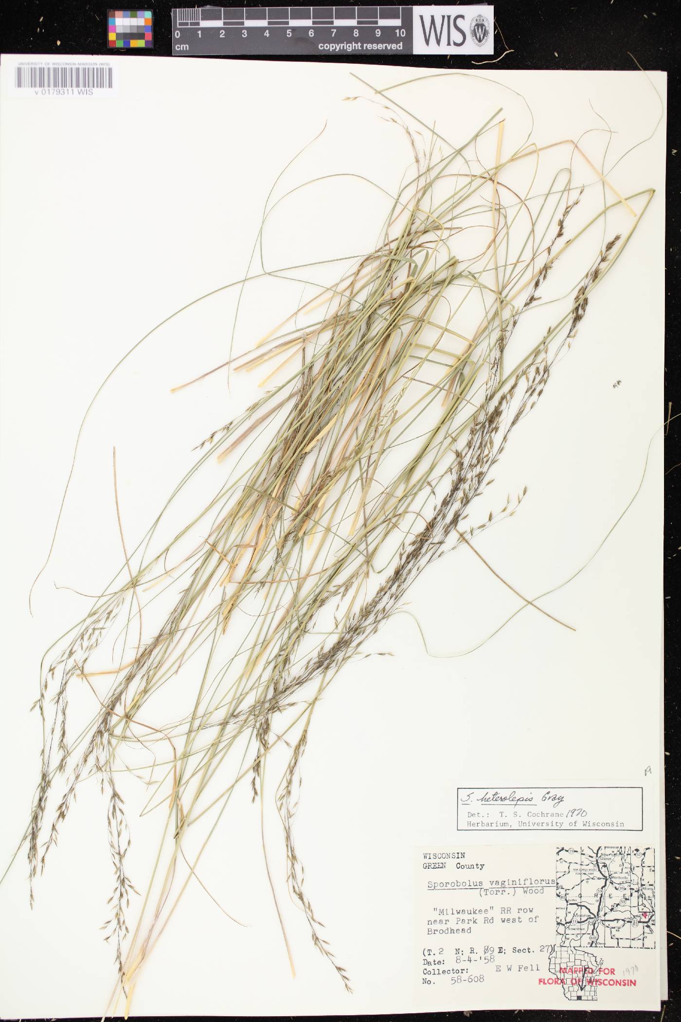 Sporobolus heterolepis image