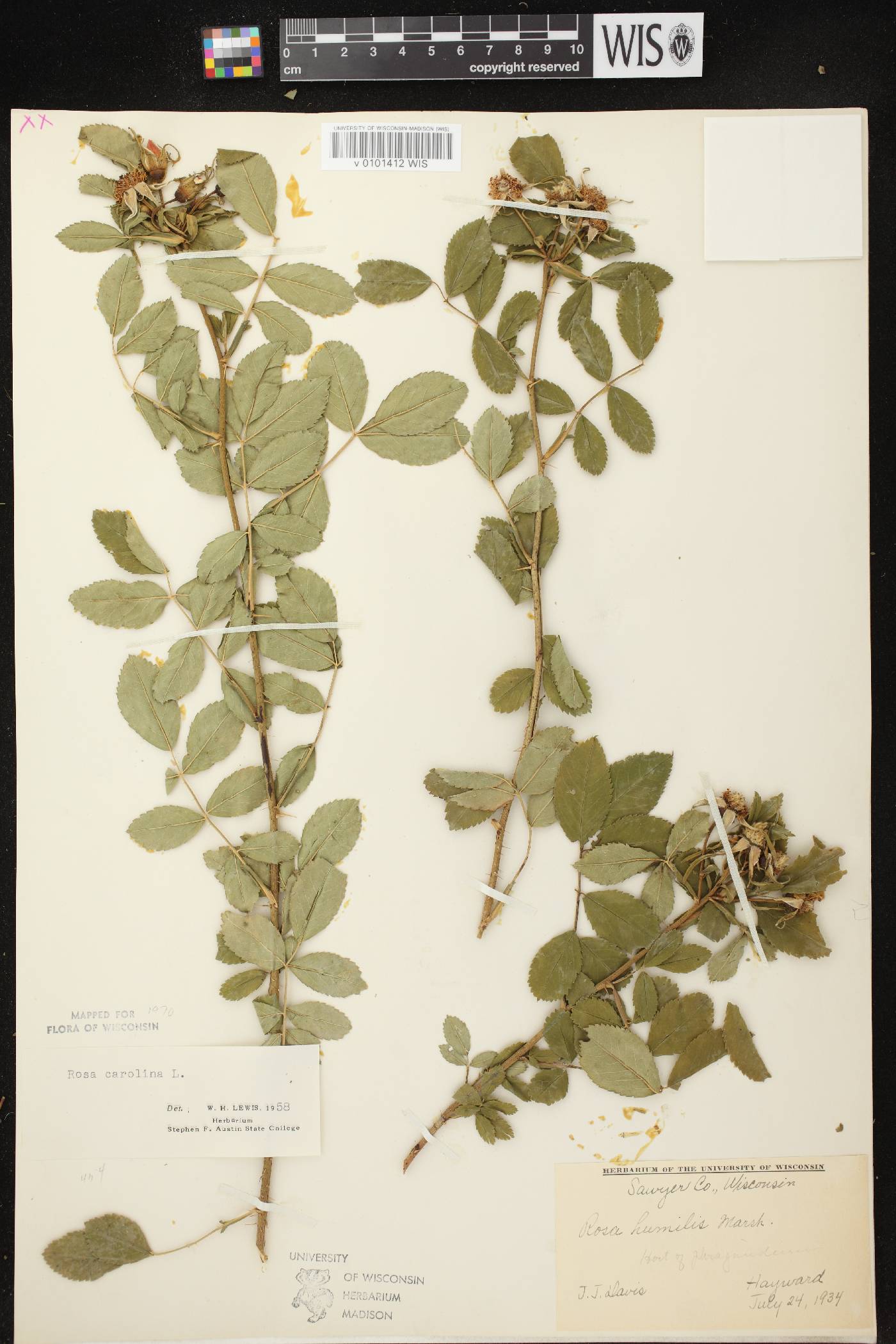 Rosa carolina image